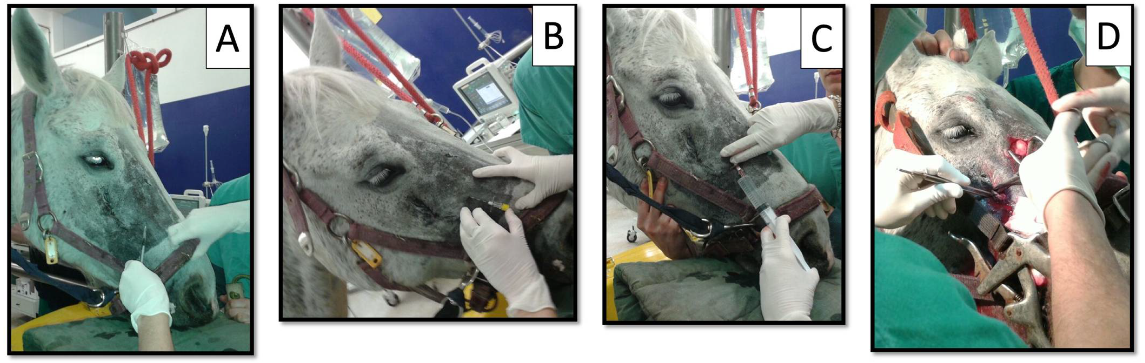 Animals 12 01369 g002 550