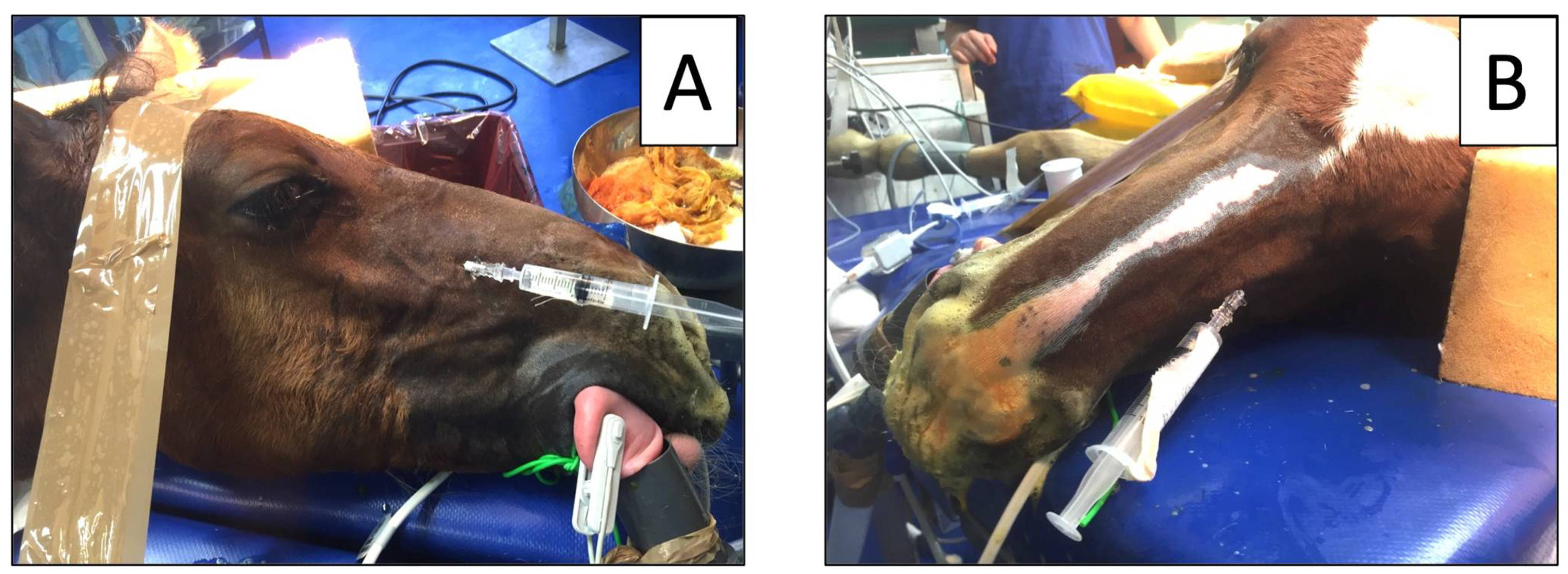 Animals 12 01369 g003 550