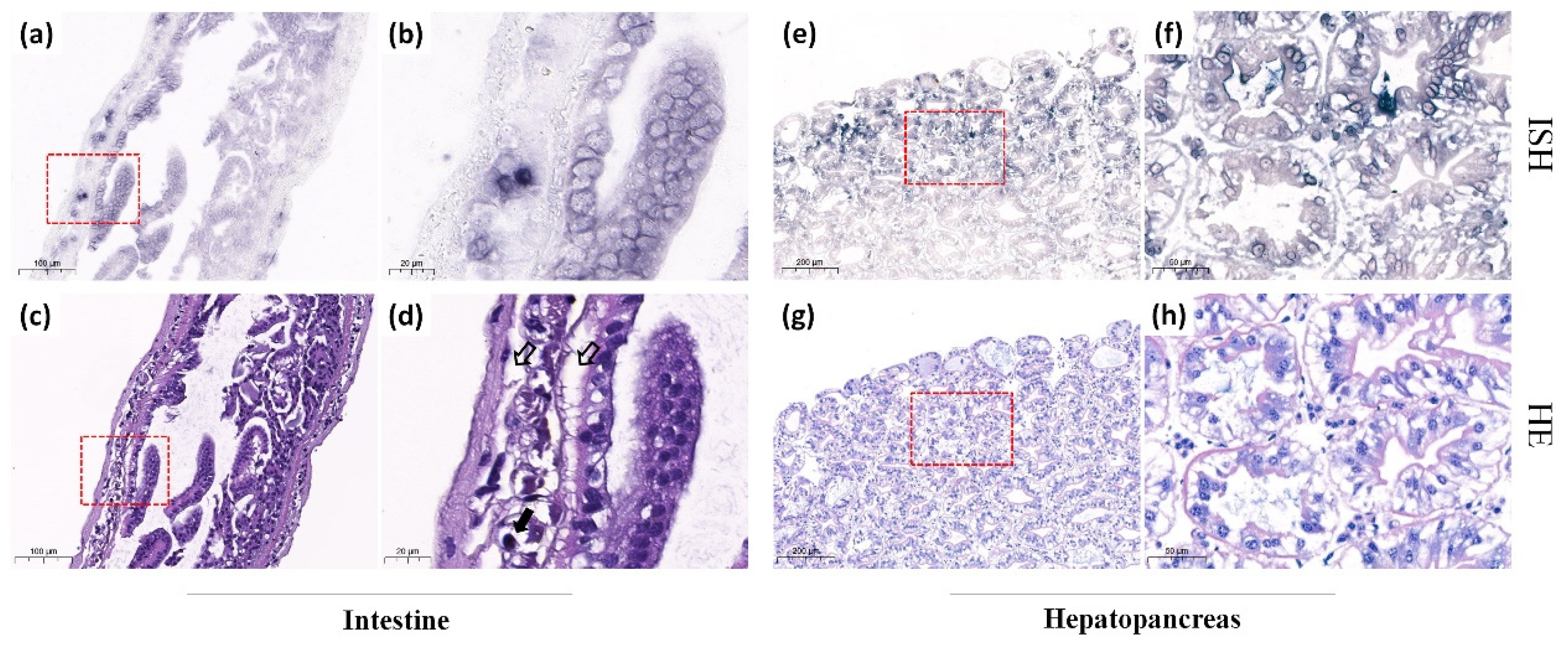 Animals 12 01370 g002