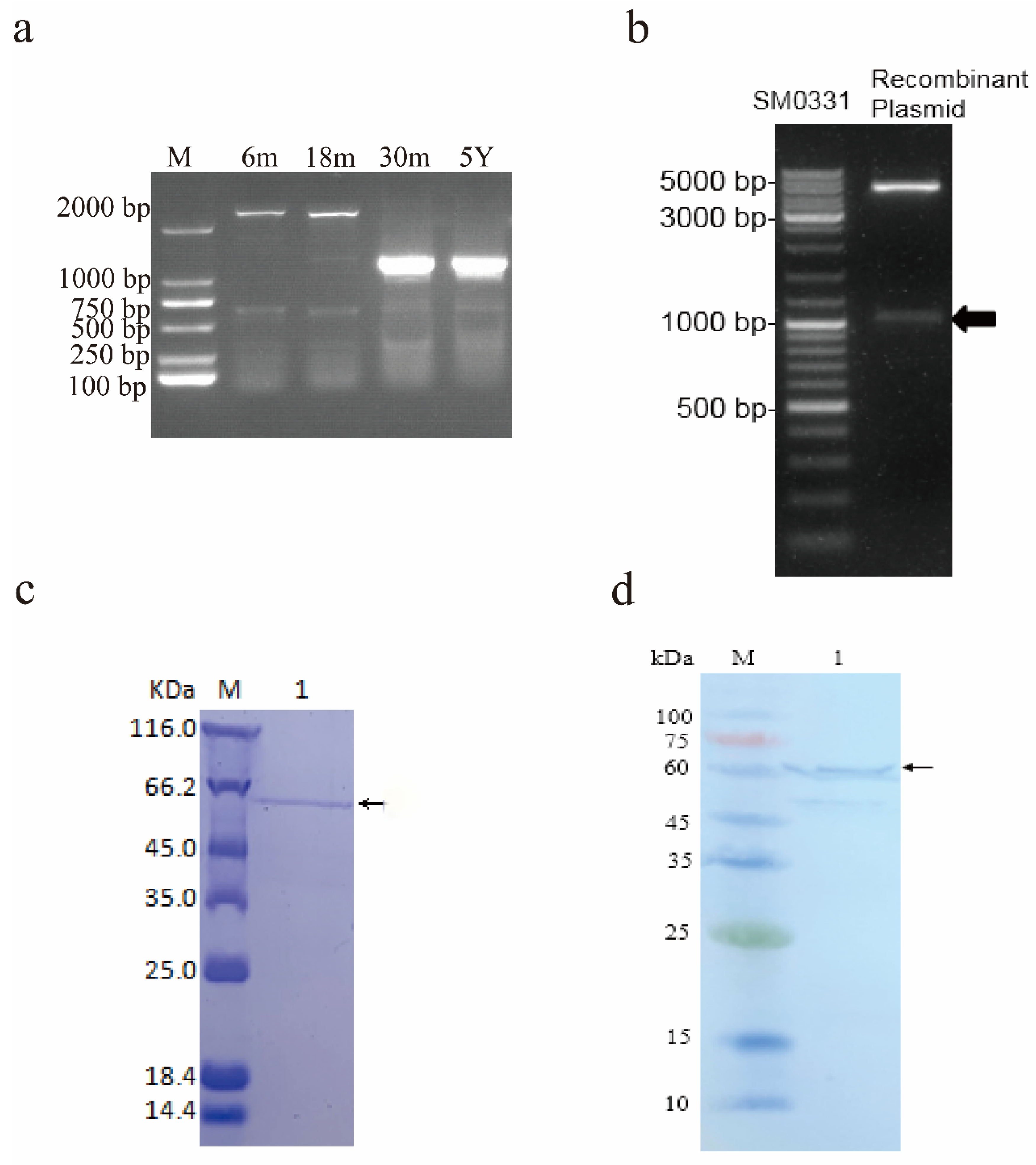 Animals 12 01380 g001 Animals 12 01380 g001