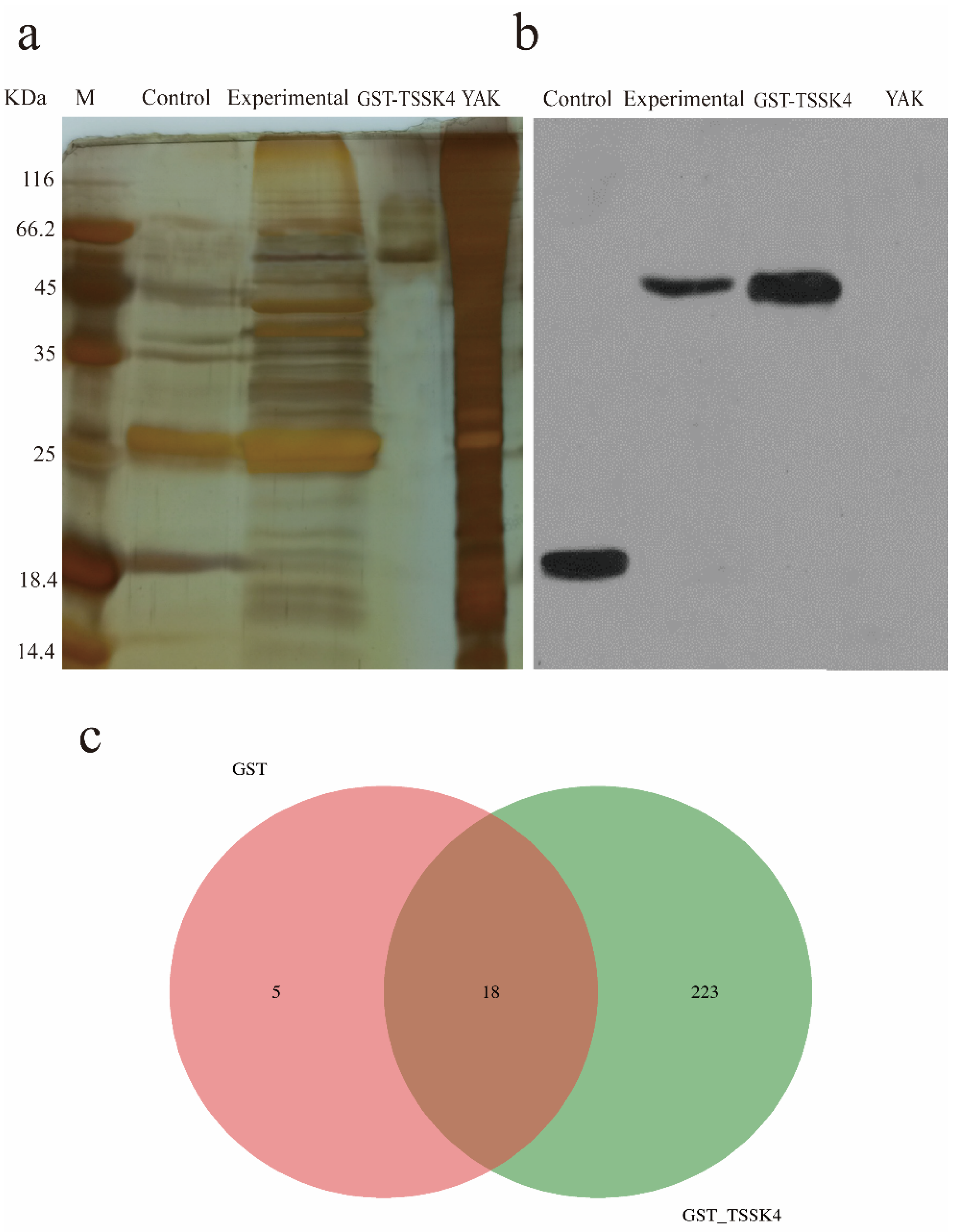 Animals | Free Full-Text | Identification of the TSSK4 Alternative  Spliceosomes and Analysis of the Function of the TSSK4 Protein in Yak (Bos  grunniens)