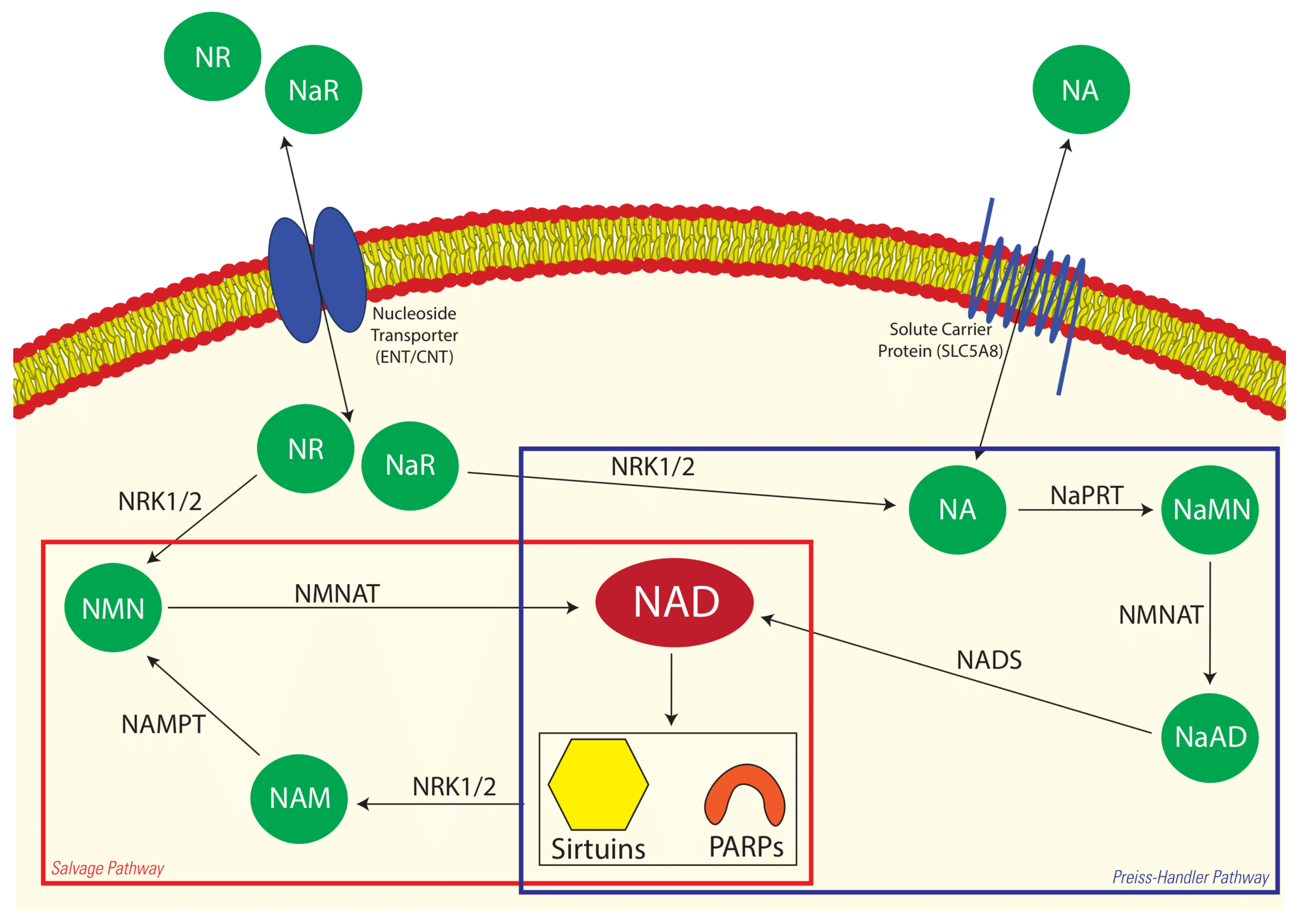 Animals 12 01383 g001 Animals 12 01383 g001