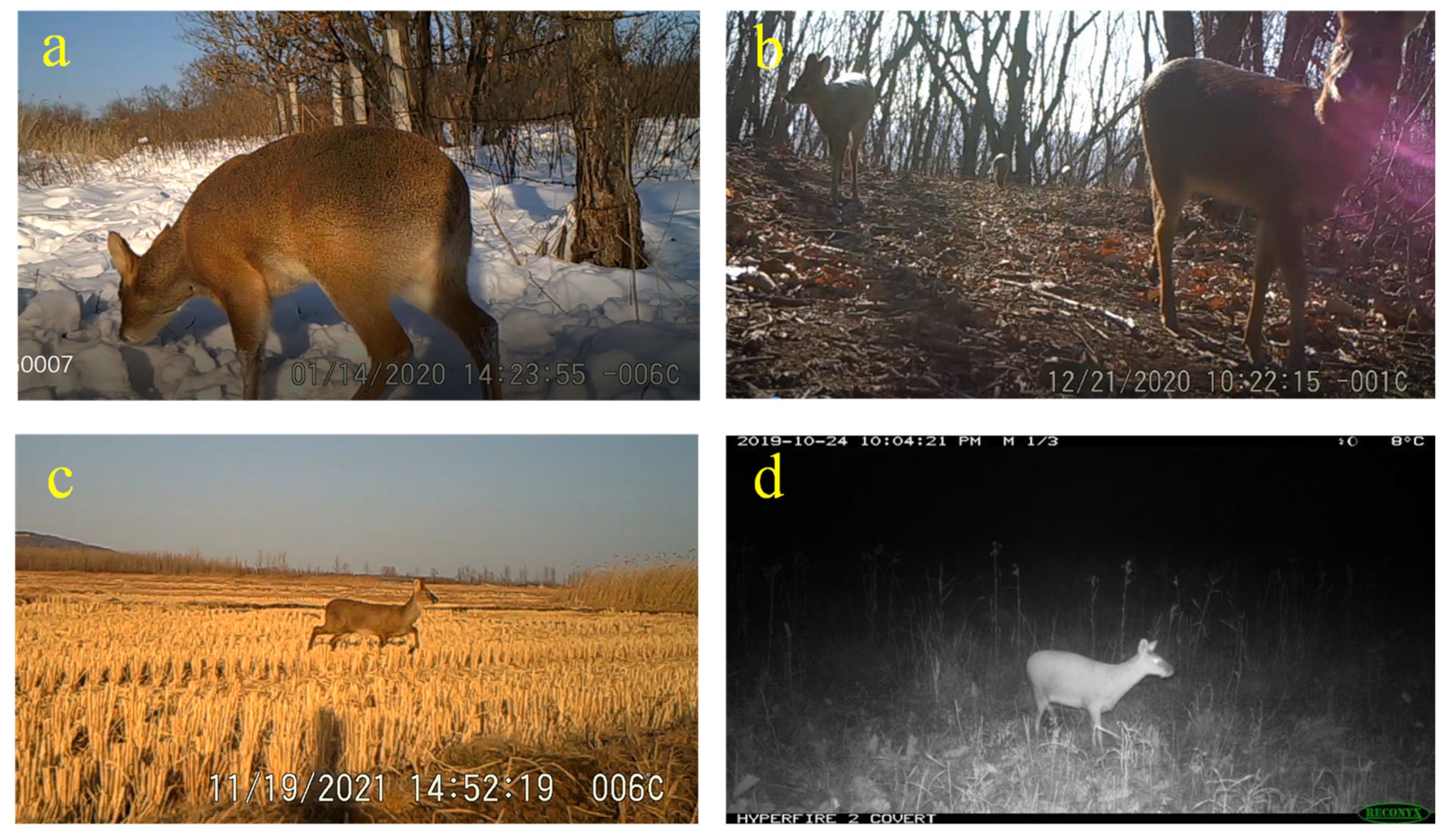 Animals 12 01392 g003 Animals 12 01392 g003