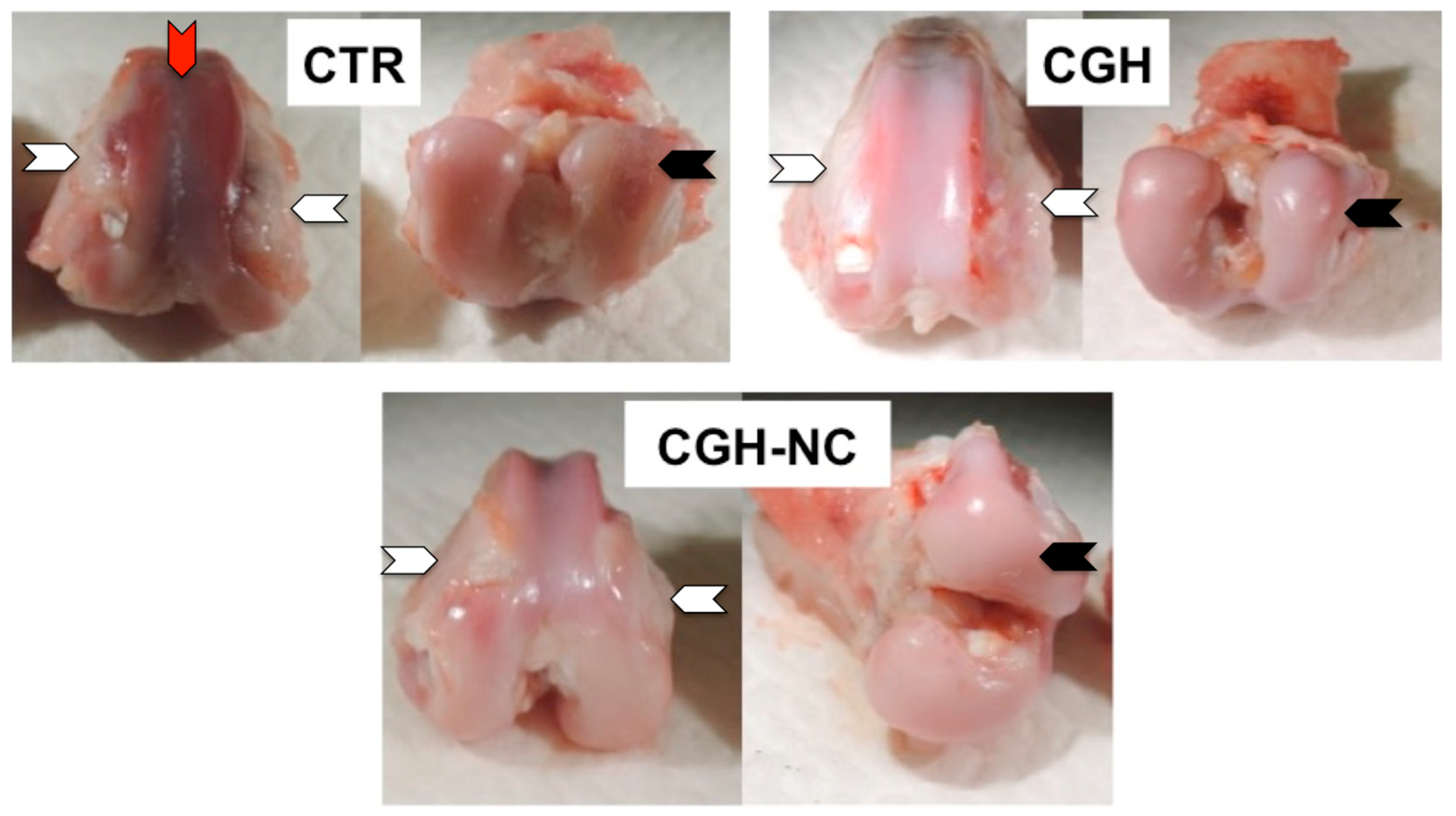 Animals 12 01401 g002