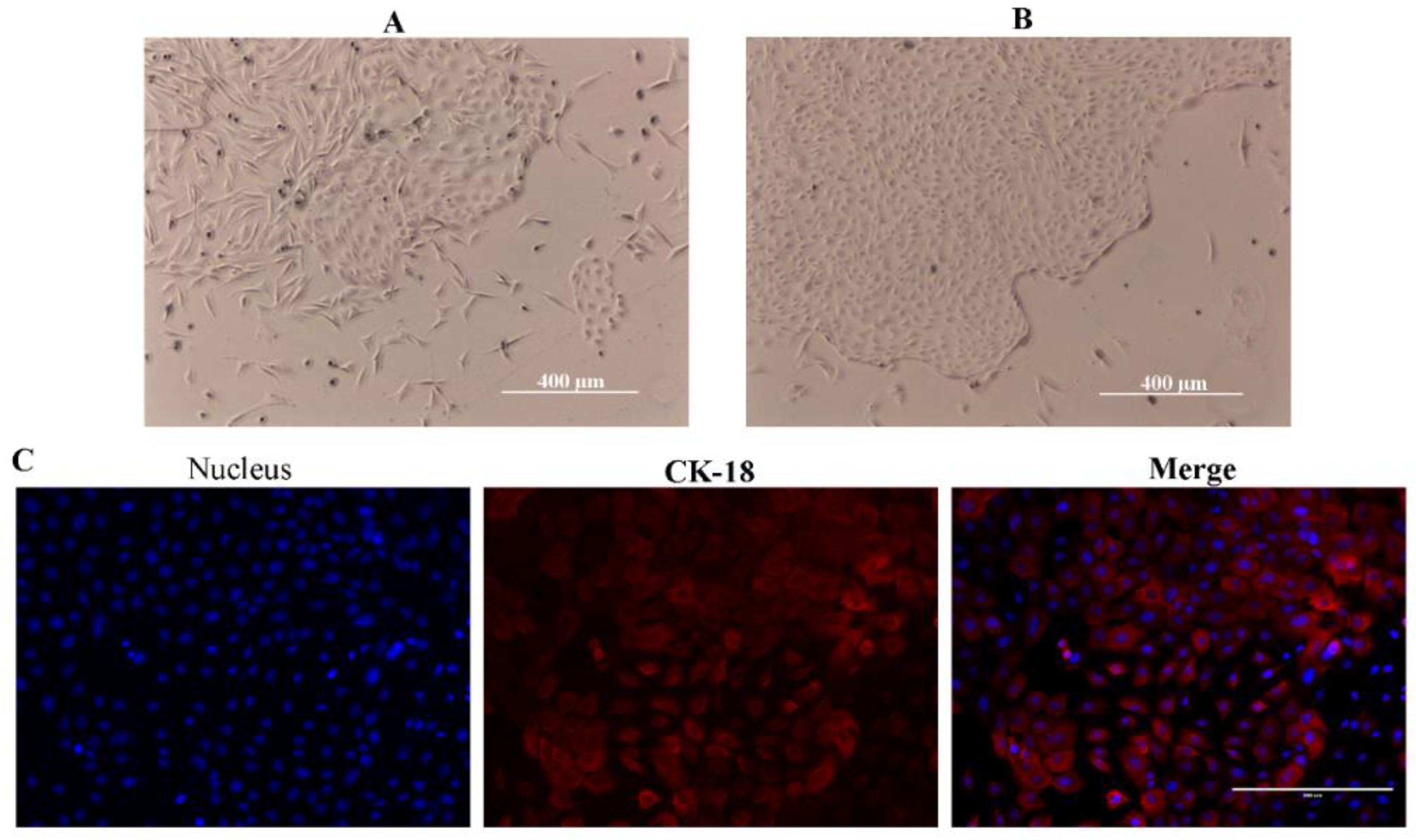 Animals 12 01404 g002 550