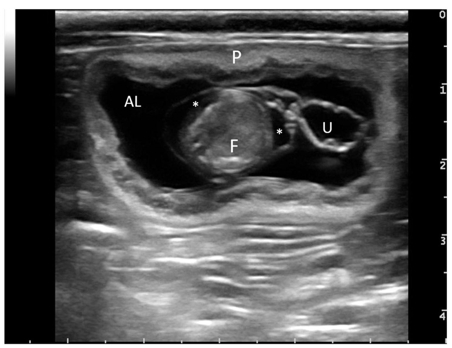 Animals 12 01414 g001