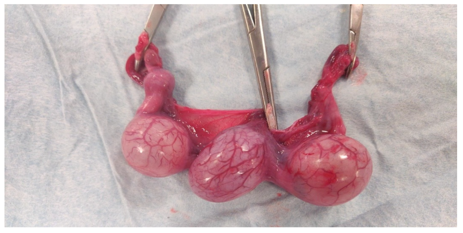 Animals 12 01414 g002