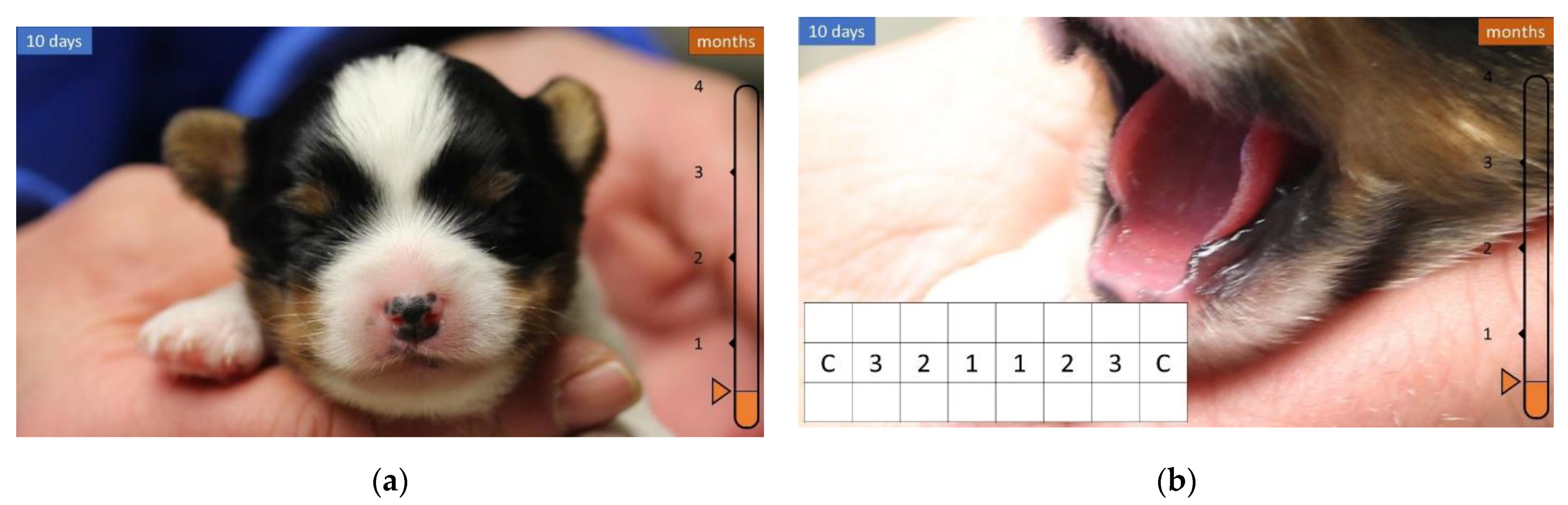 Can A Dog Live With No Teeth