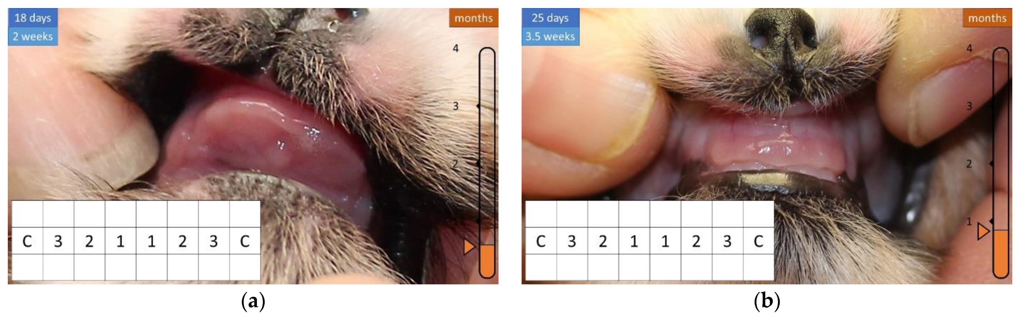 Animals 12 01417 g003