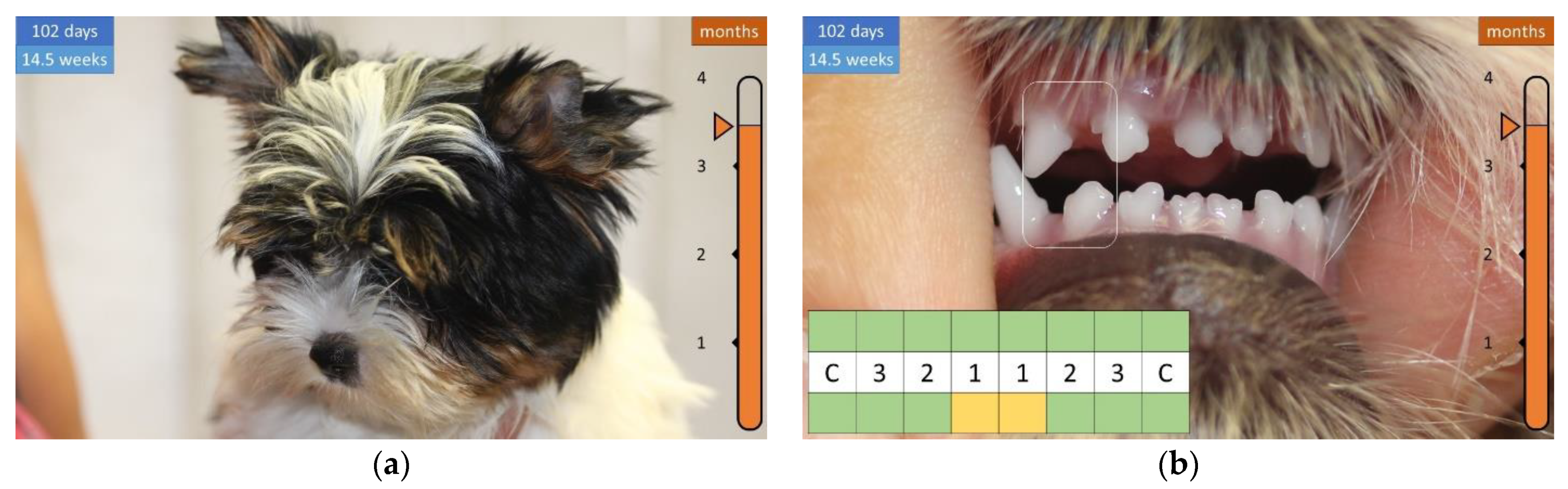 Animals 12 01417 g011