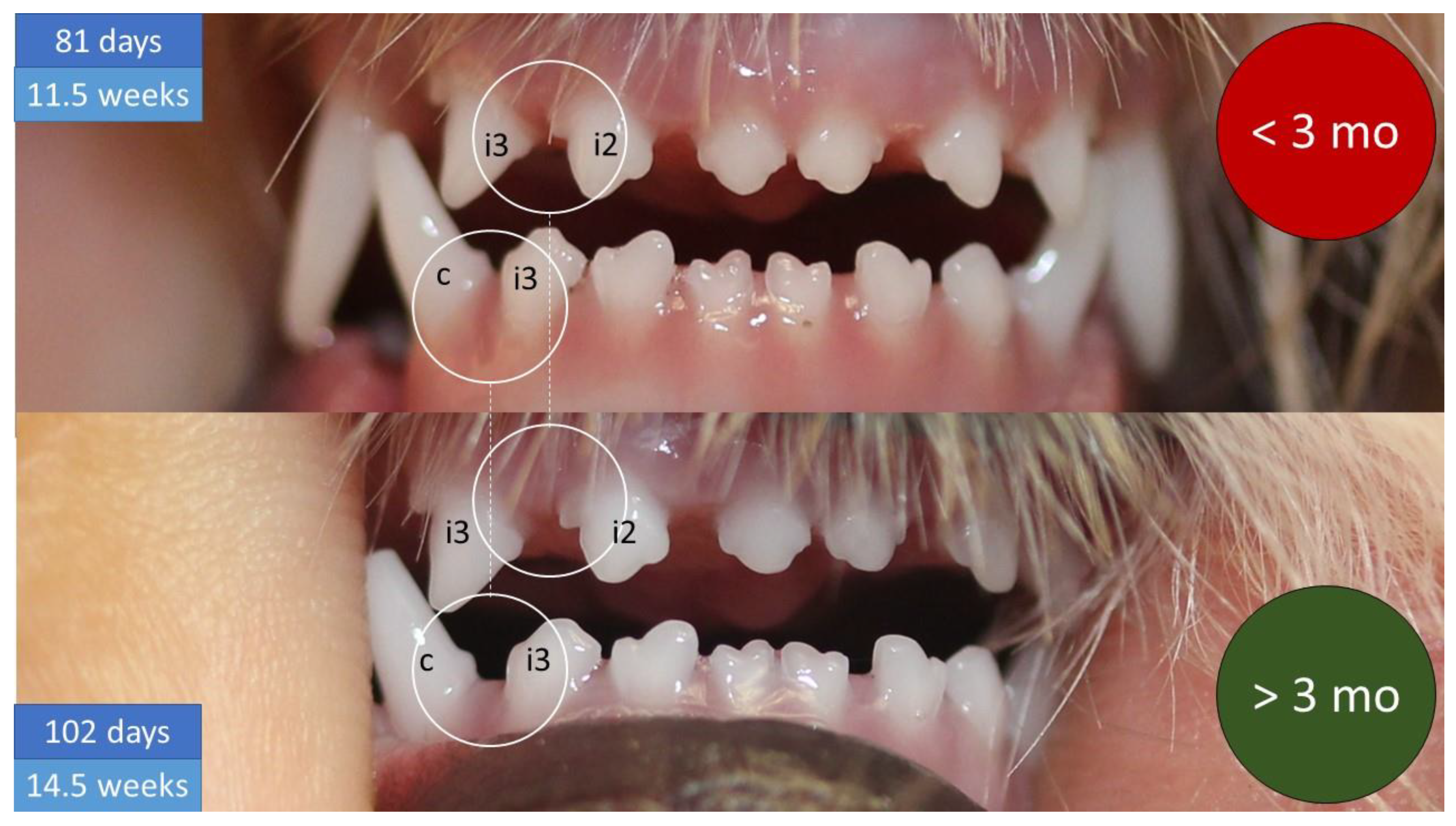 Animals 12 01417 g012