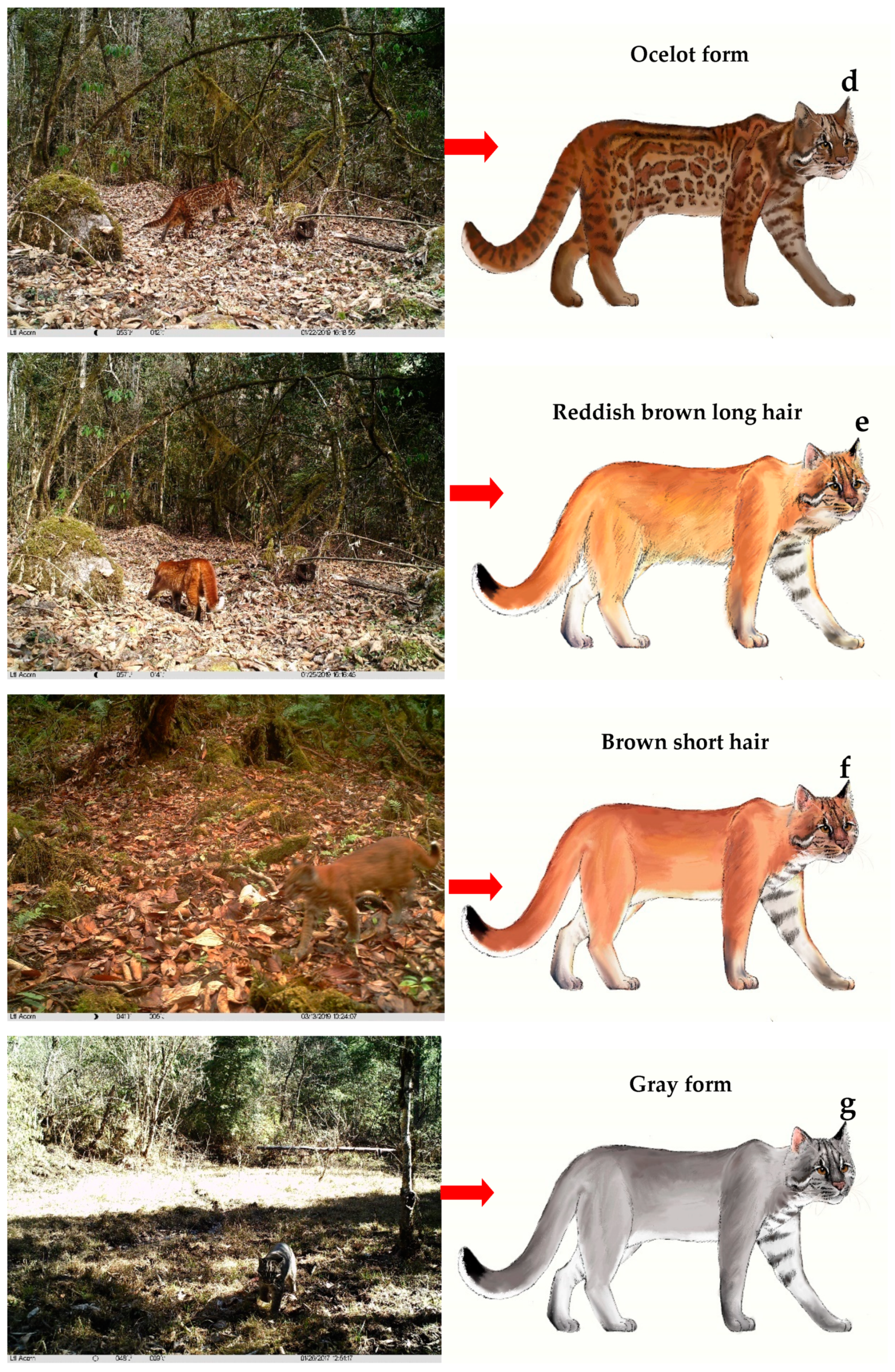 Spots, stripes and blotches: Color patterns of cat fur tracked to a key  gene, News Center