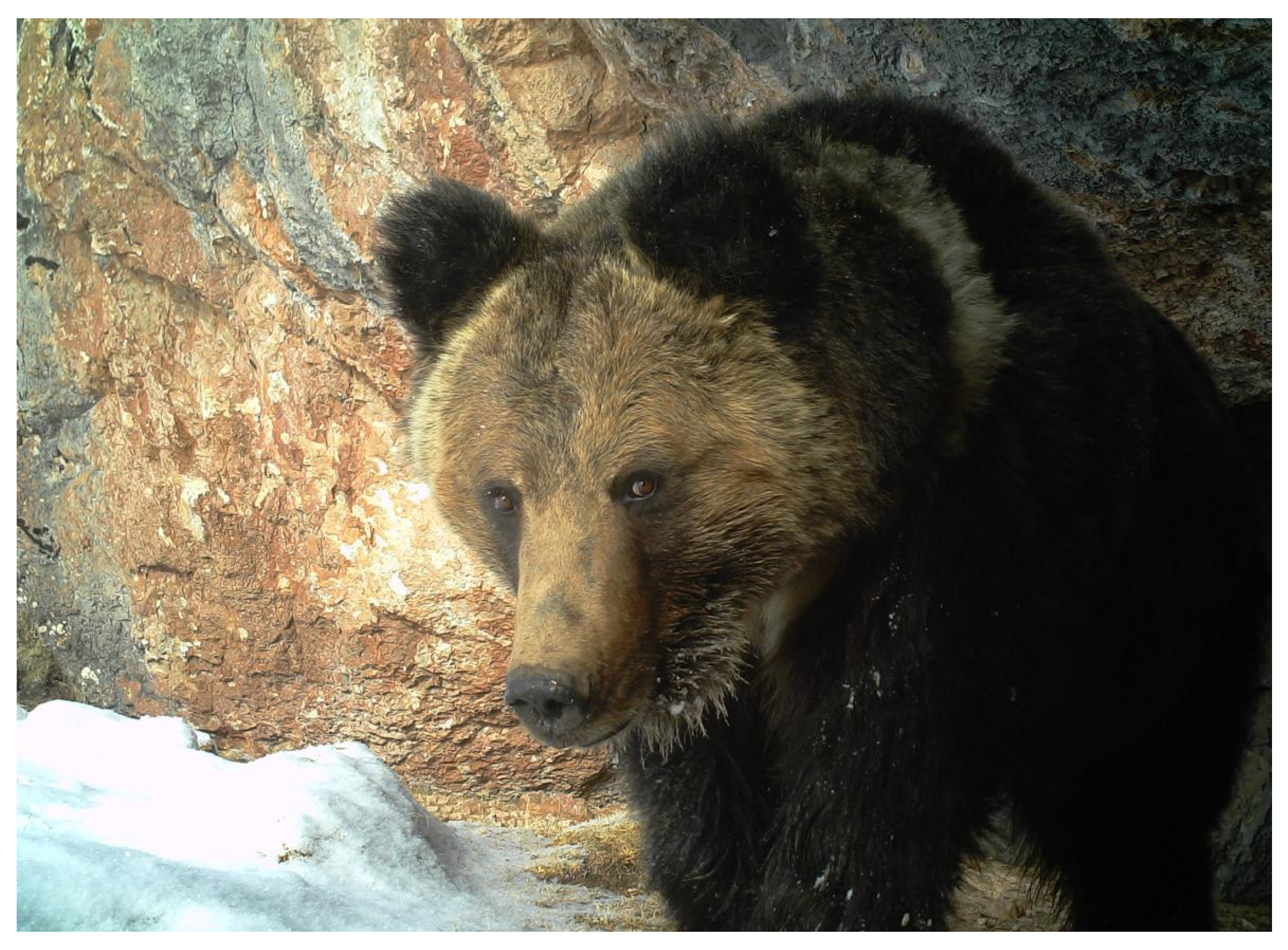 Animals | Free Full-Text | Mitigation Strategies for Human–Tibetan Brown Bear (Ursus arctos pruinosus) Conflicts in the Hinterland of the Qinghai-Tibetan Plateau Animals | Free Full-Text | Mitigation Strategies for Human–Tibetan Brown Bear (Ursus arctos pruinosus) Conflicts in the Hinterland of the Qinghai-Tibetan Plateau