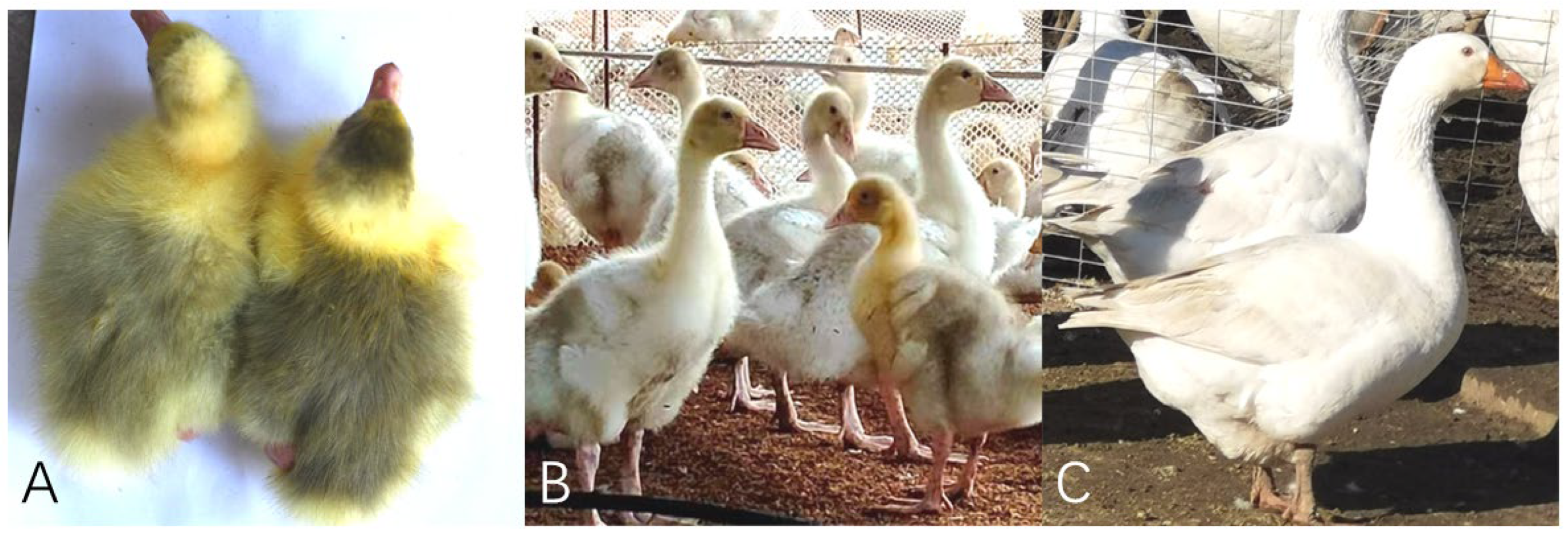 Animals 12 01427 g001