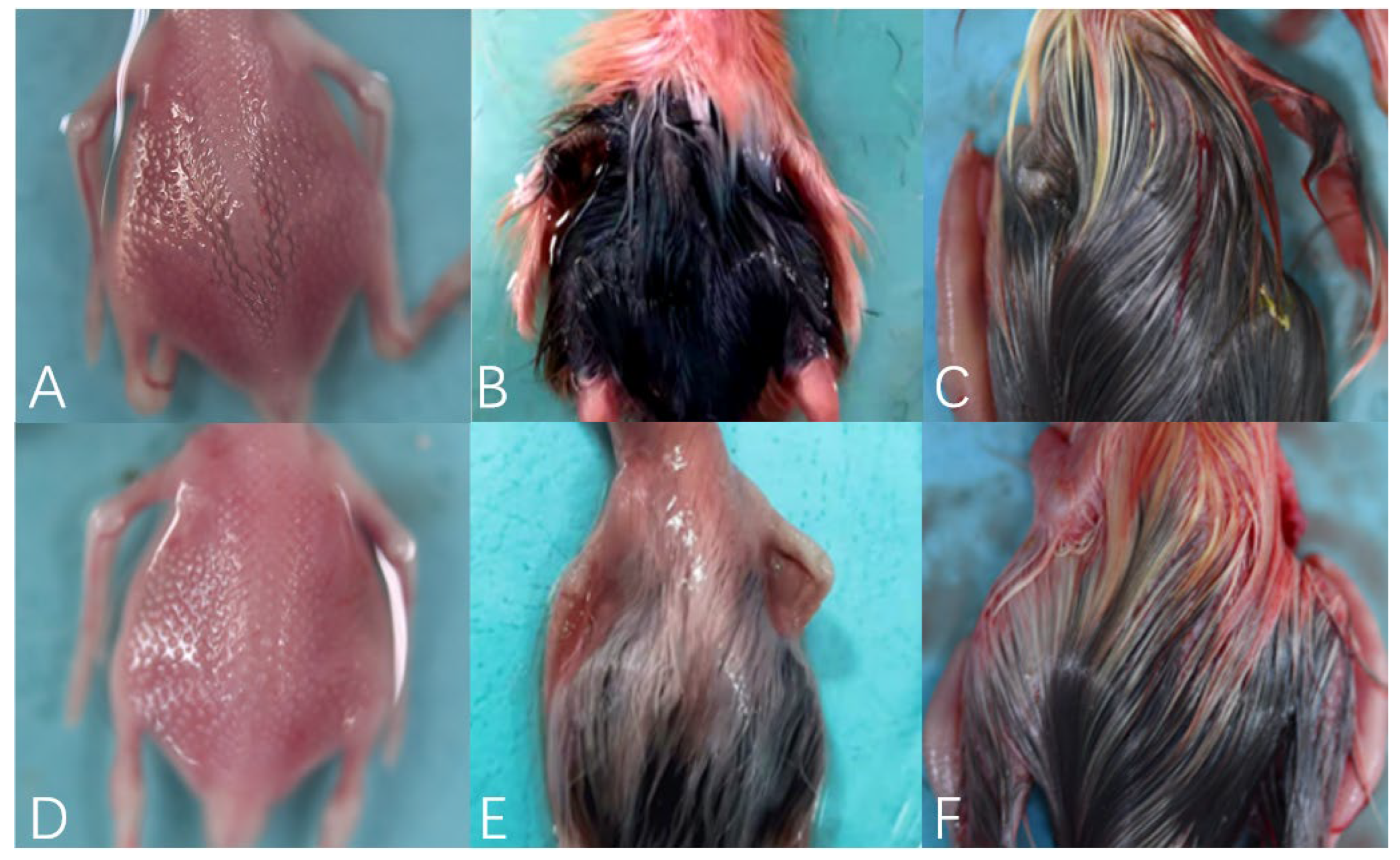 Animals 12 01427 g003