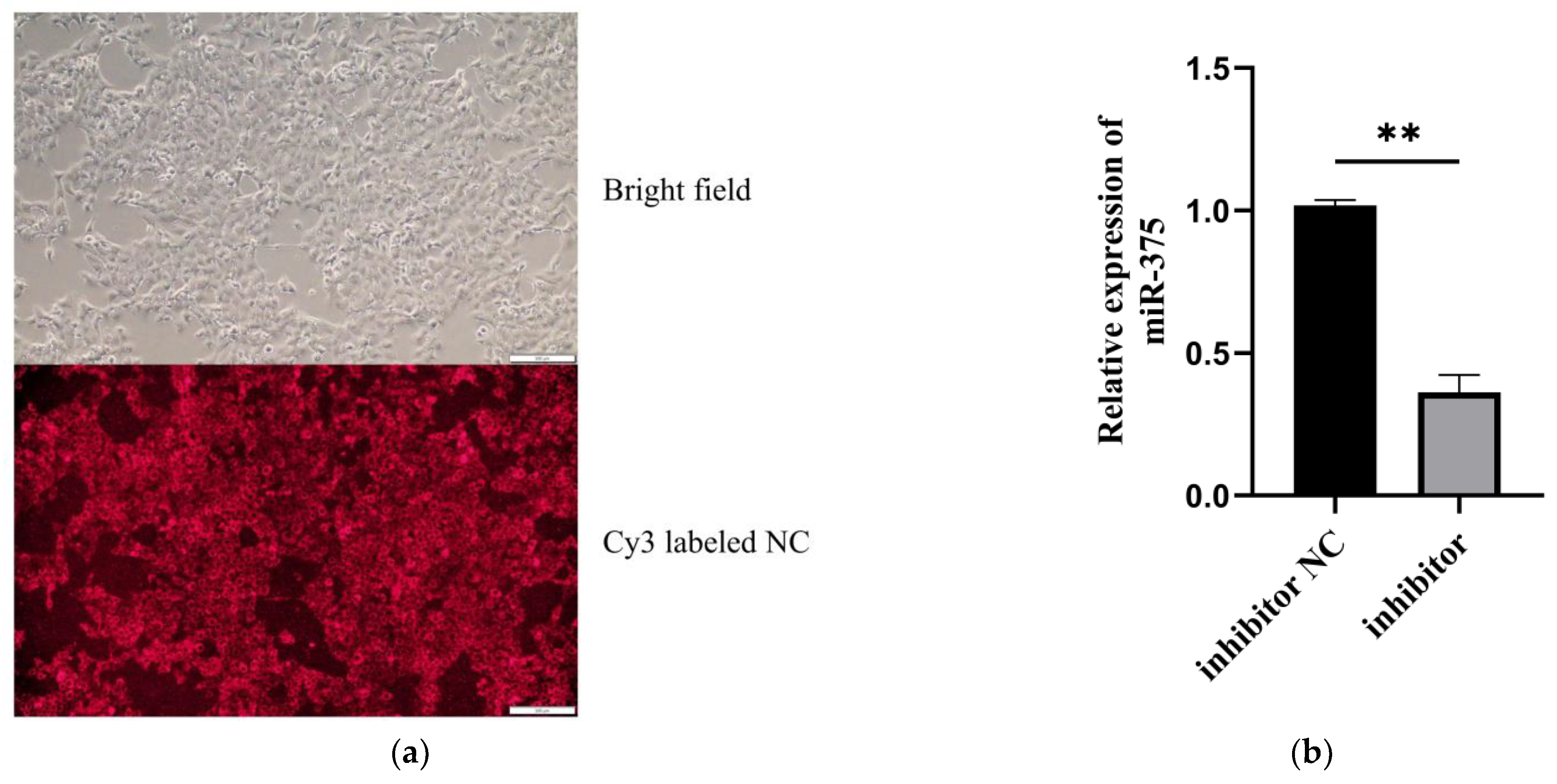 Animals 12 01431 g001