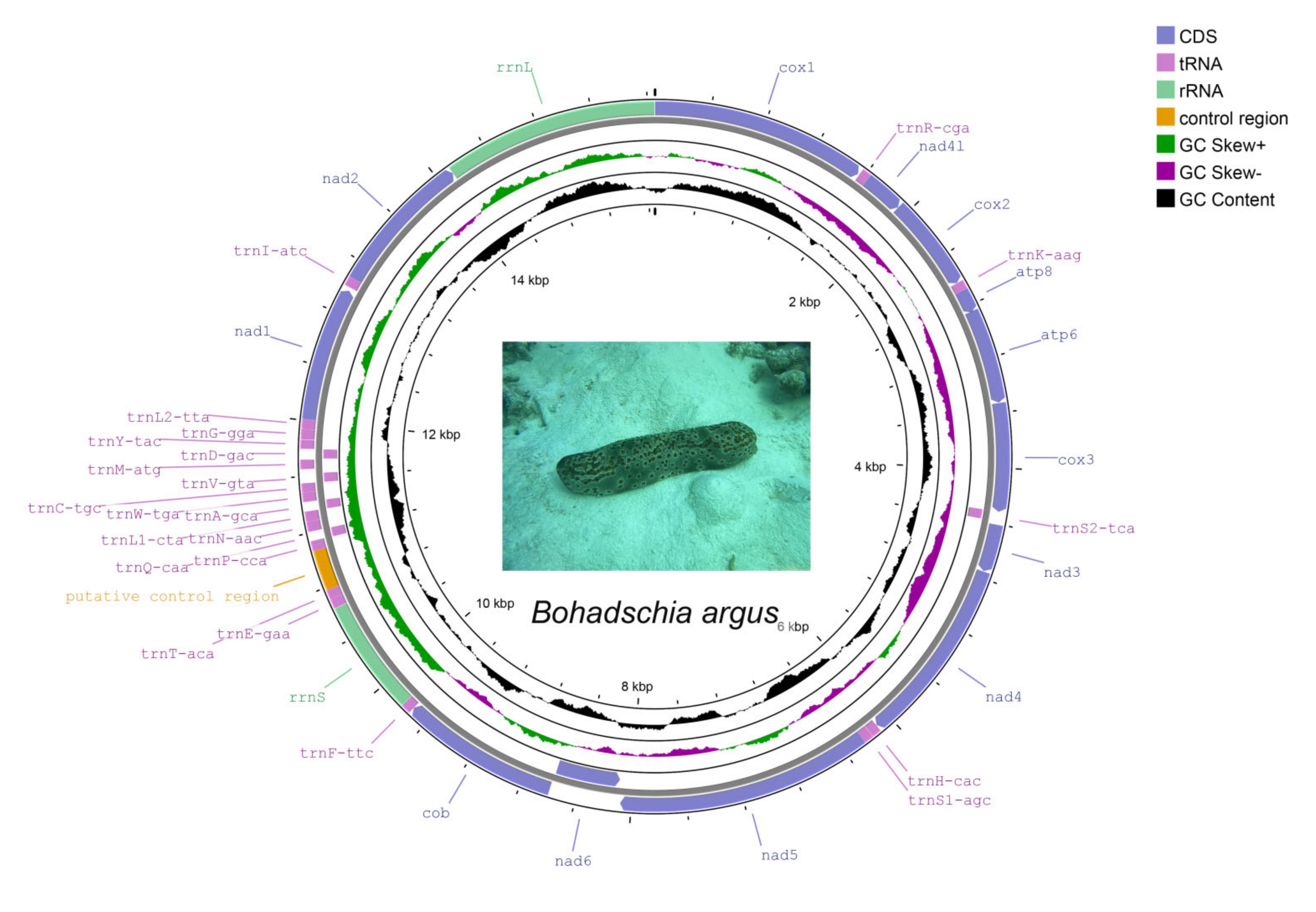 【洋書】Biotechnology and the Human Genome THE HUMAN GENOME. The 15 February 2001 issue of Nature