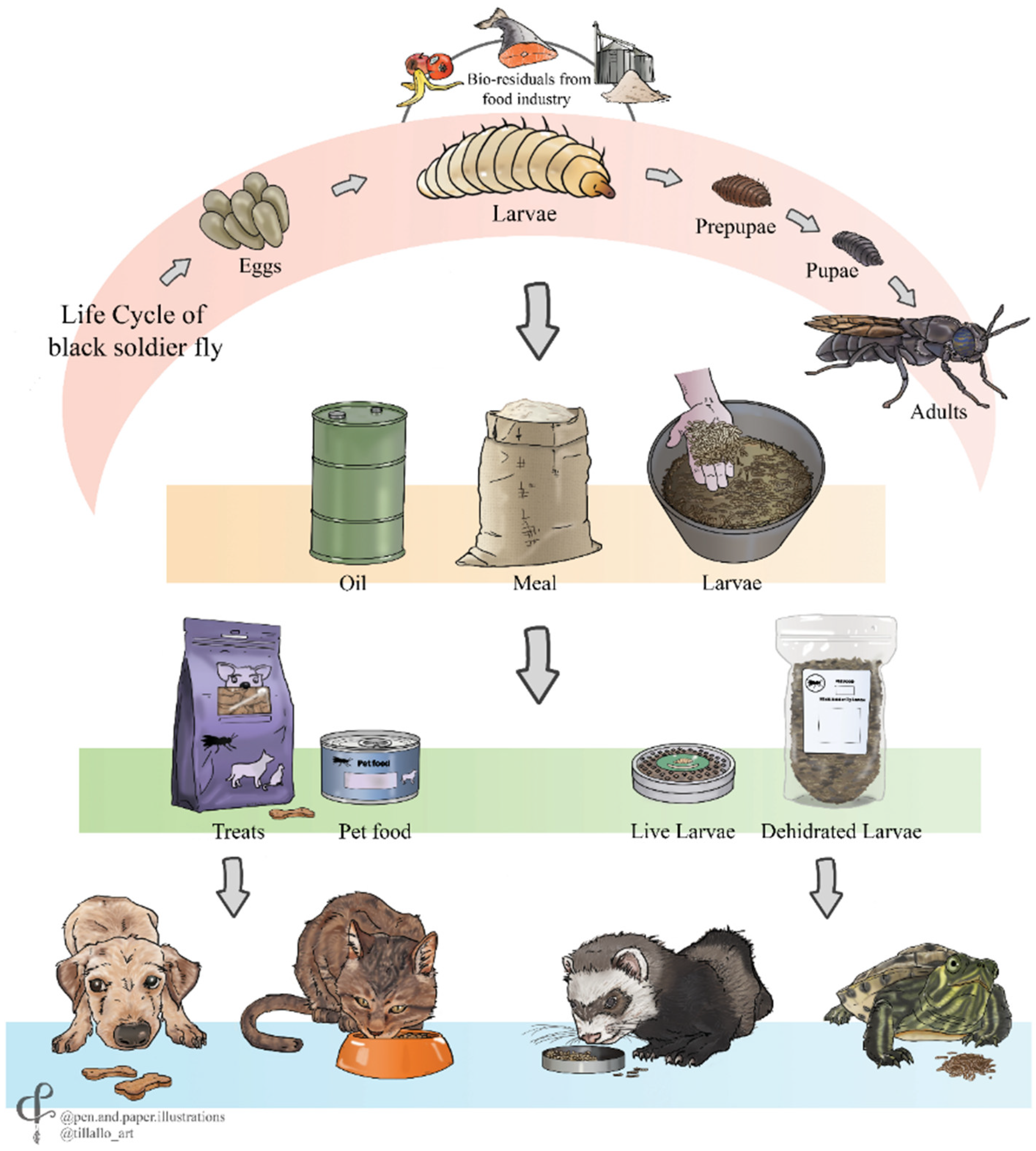 Animals | Free Full-Text | Insects as Feed for Companion and Exotic Pets: A Current Trend Animals | Free Full-Text | Insects as Feed for Companion and Exotic Pets: A Current Trend