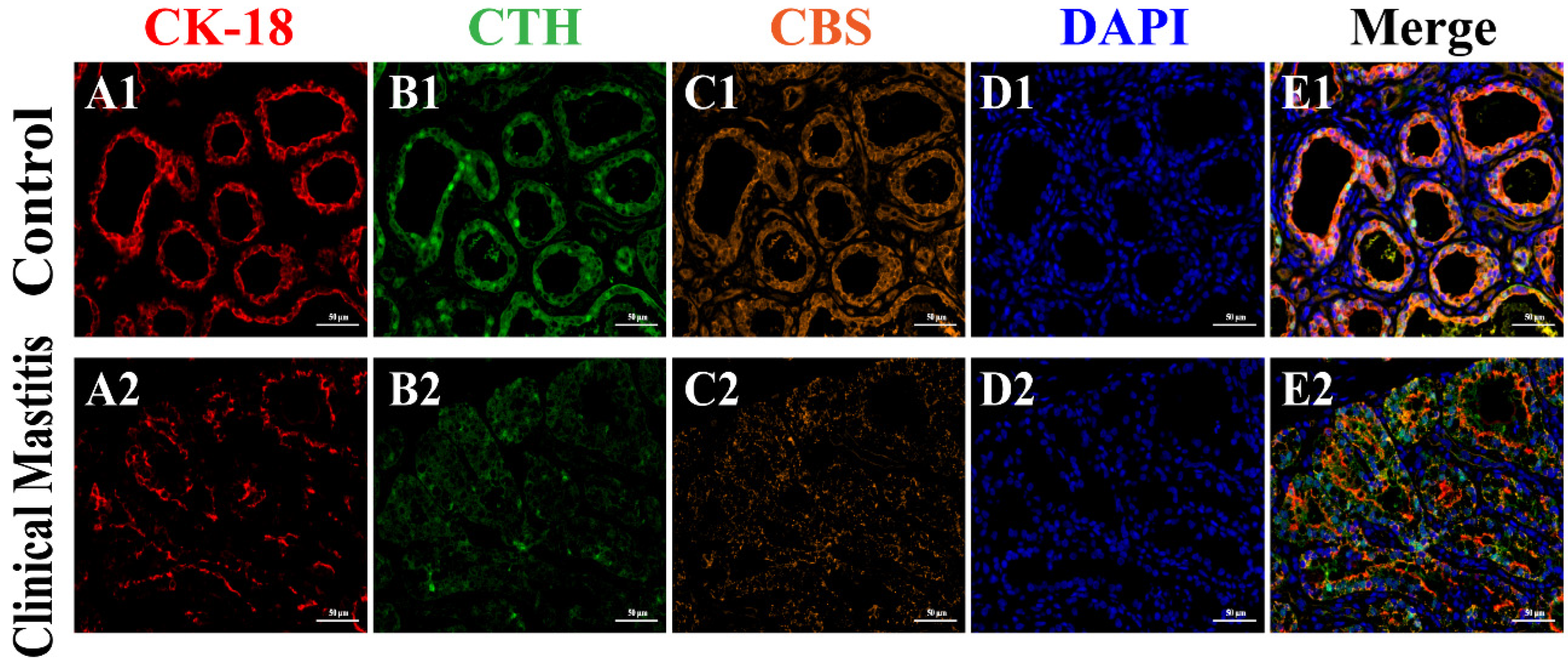 Animals 12 01451 g004 Animals 12 01451 g004