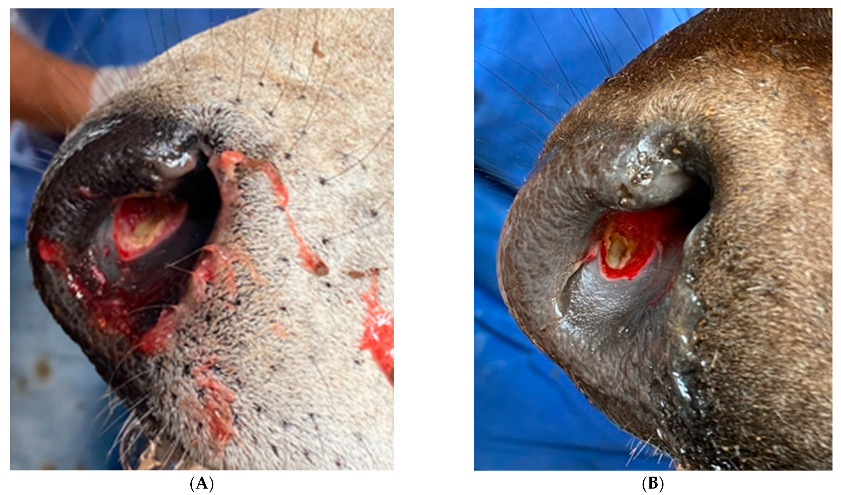 Animals 12 01452 g003 550