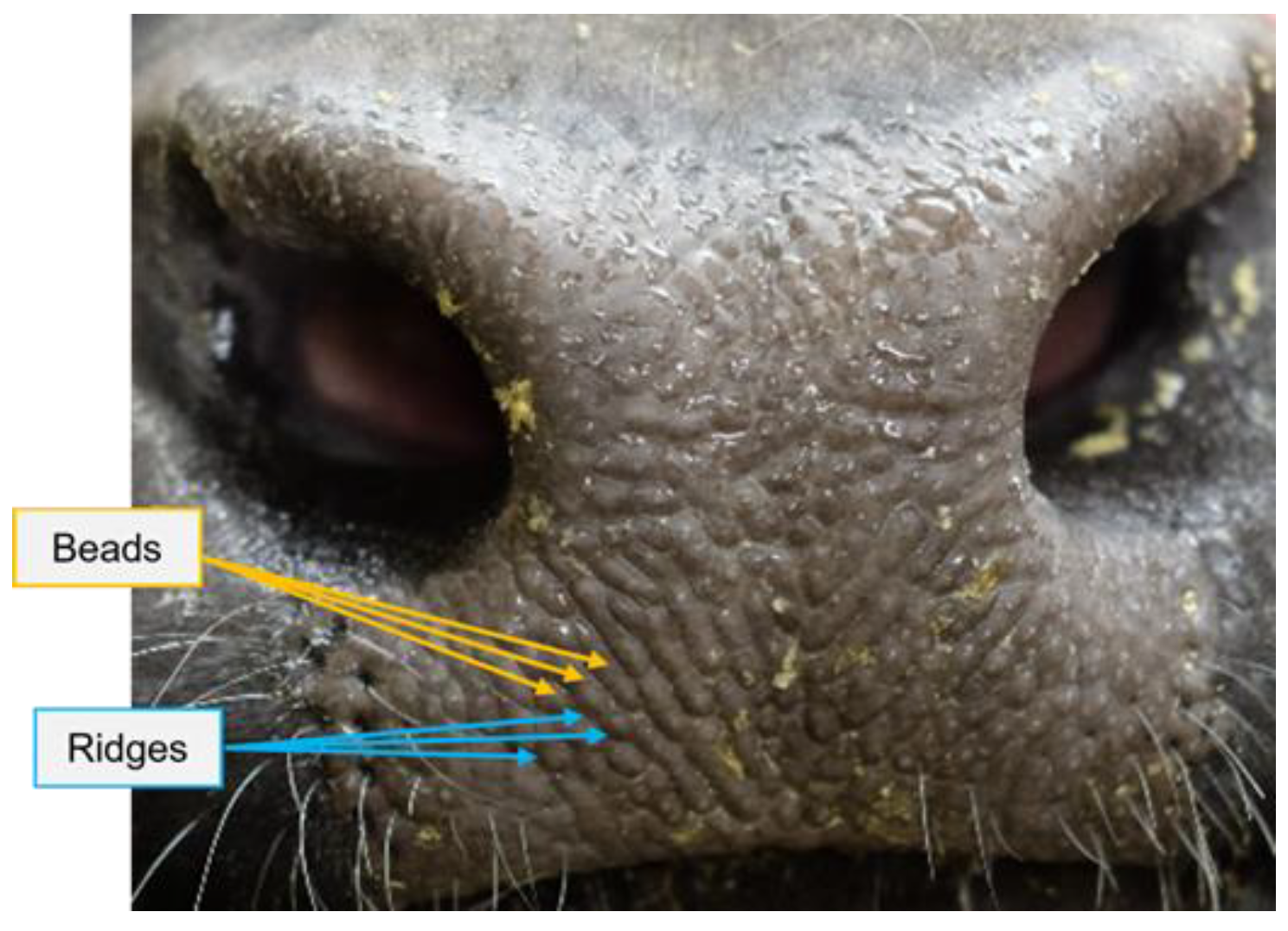 Animals Free FullText Individual Beef Cattle Identification Using