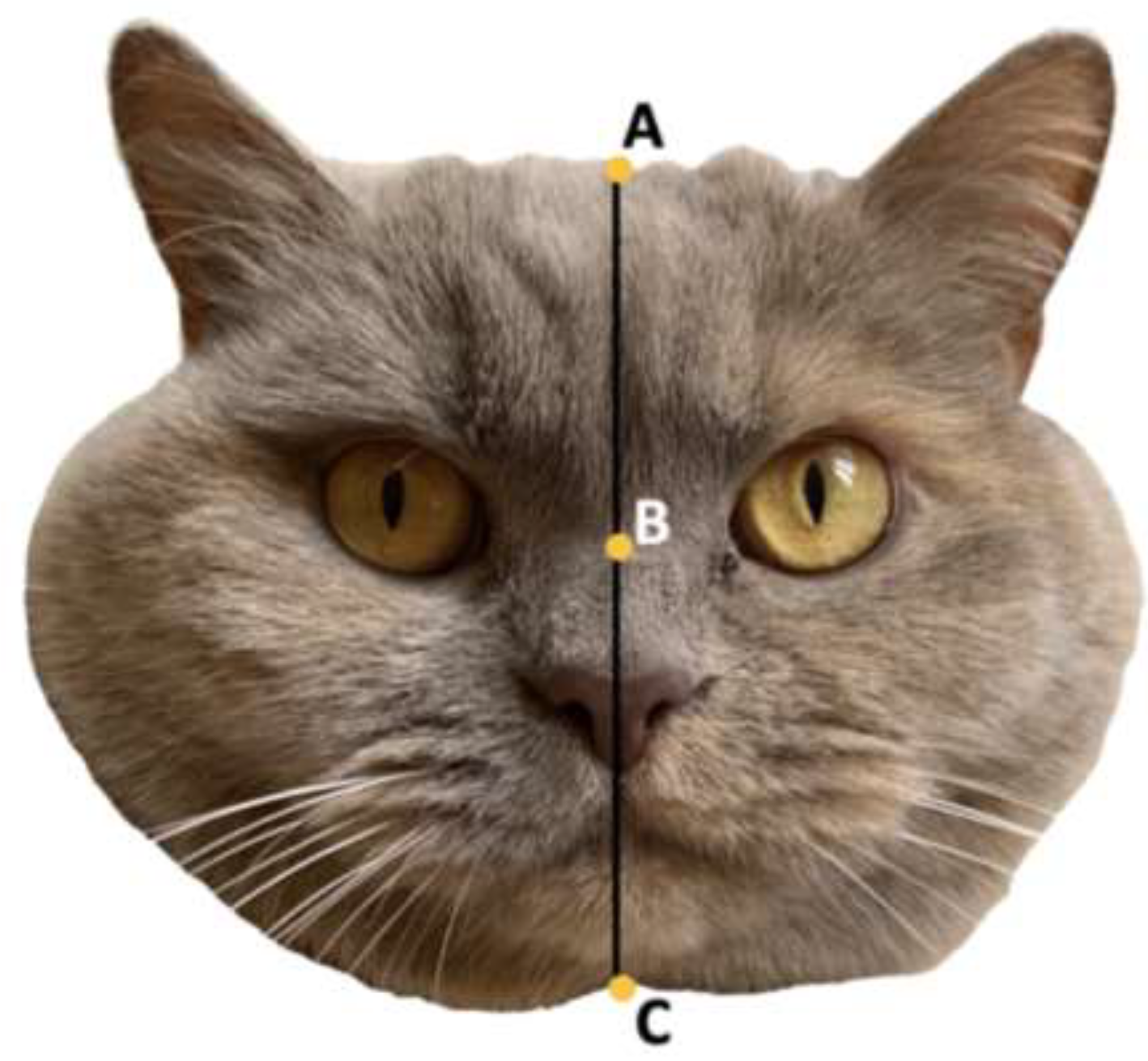 Animals 12 01461 g002