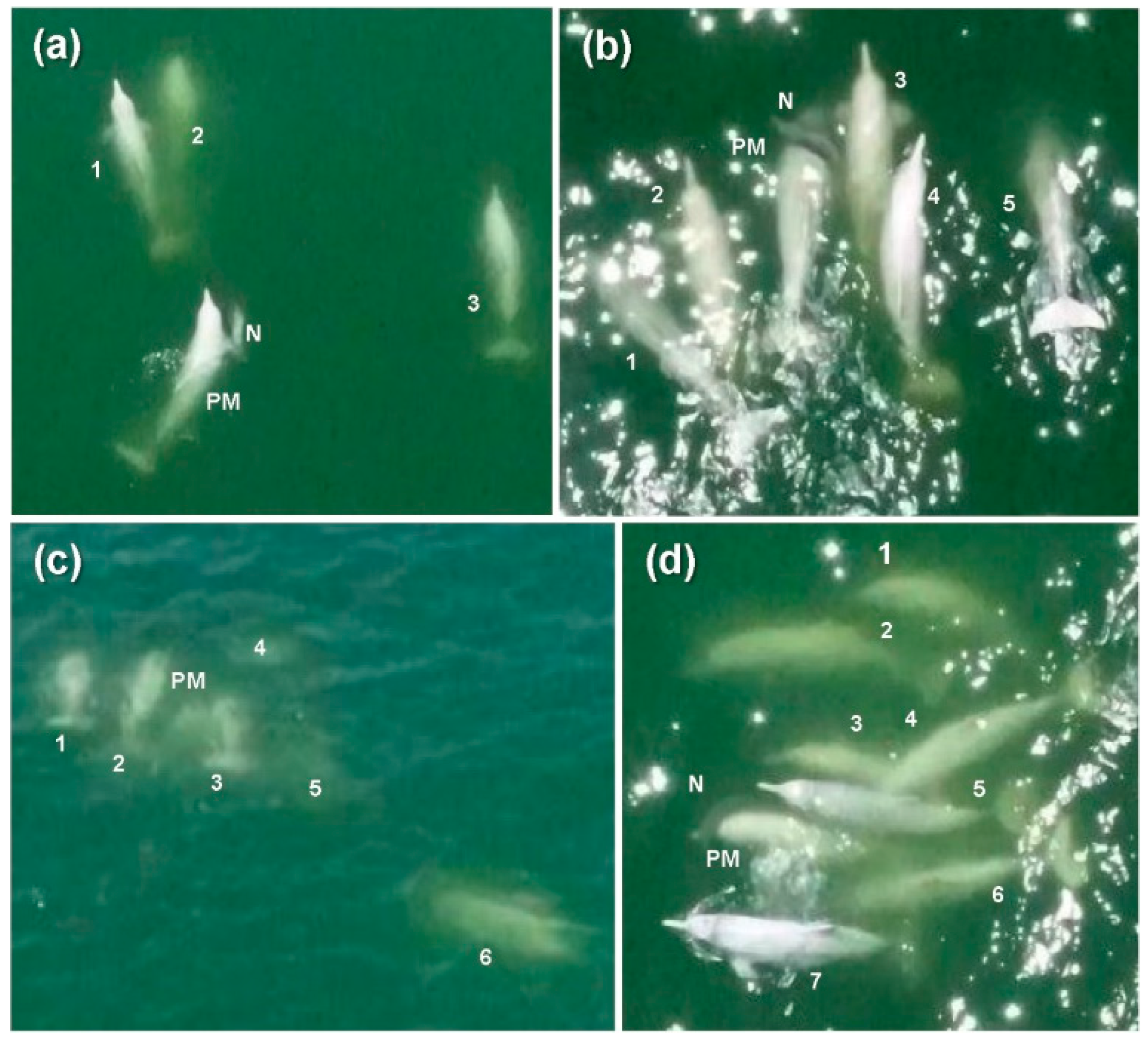 Animals 12 01463 g001 550