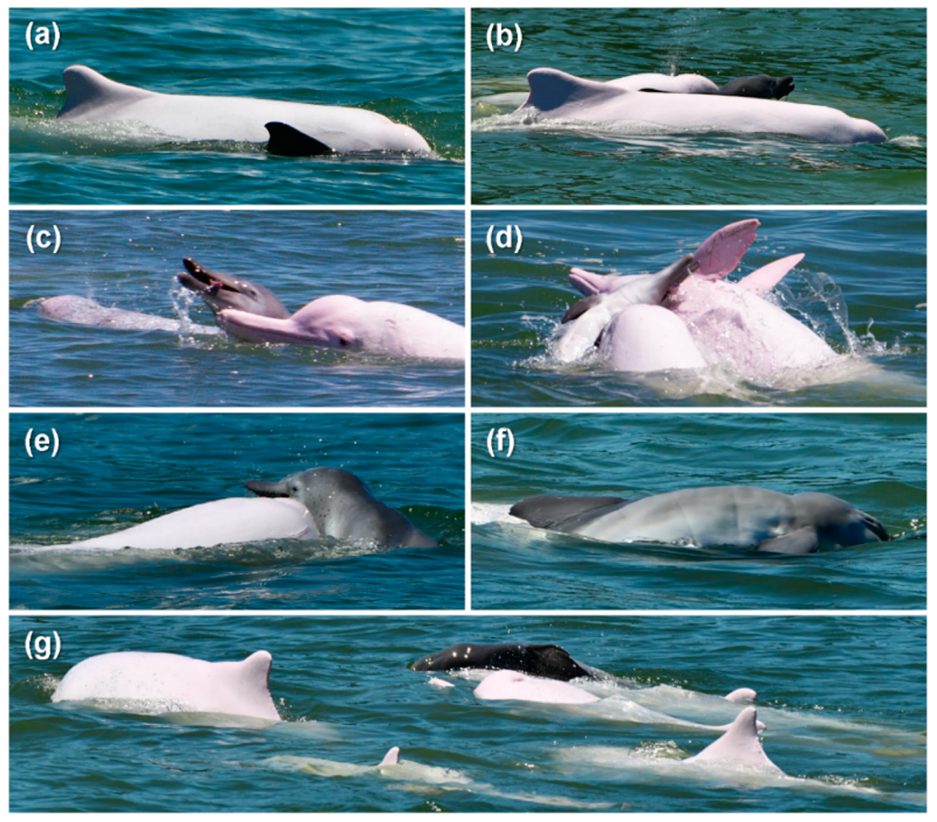 Animals 12 01463 g002 550