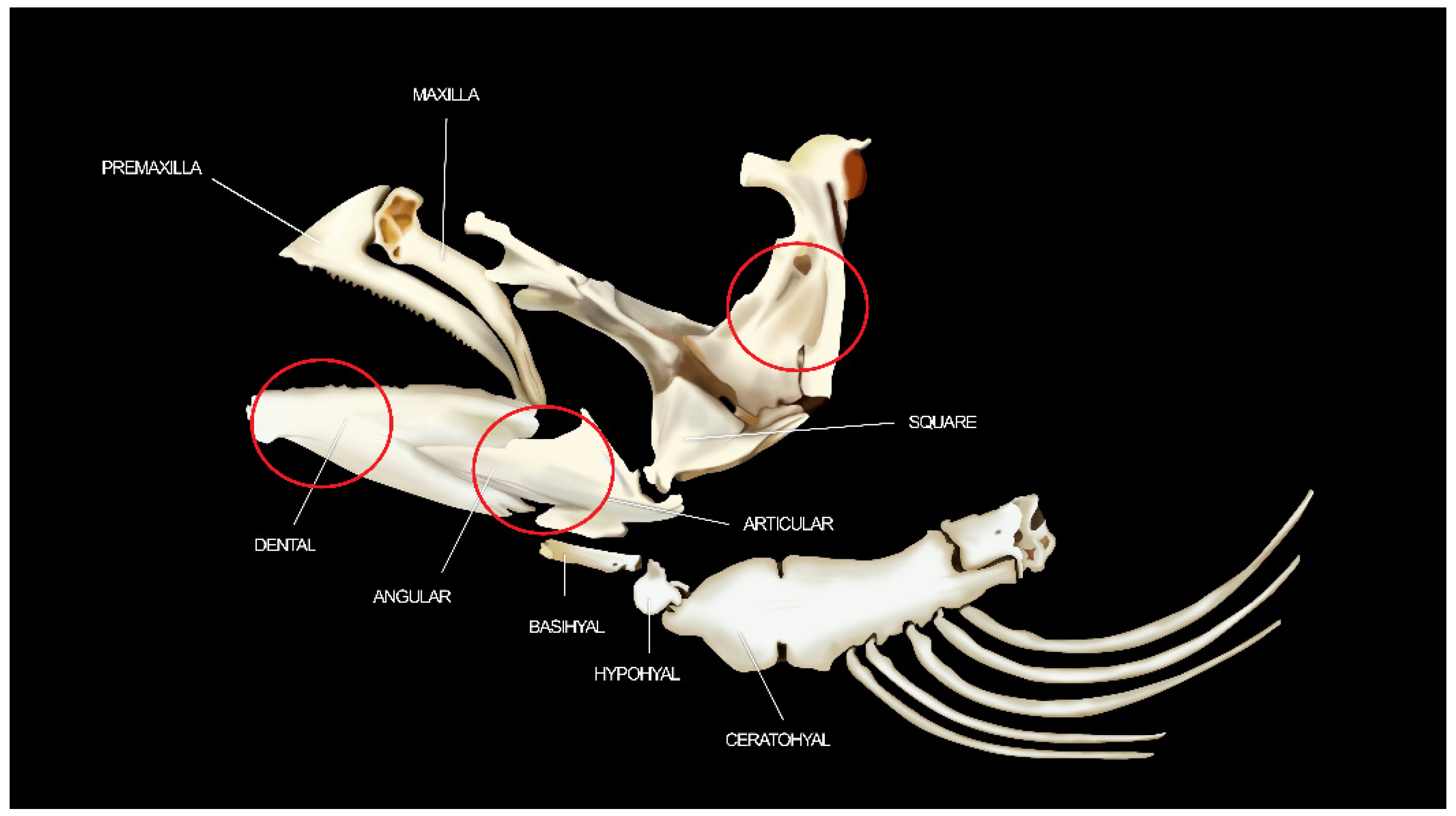 Animals | Free Full-Text | Study of the Mandibular Bone Microstructure and Blood Minerals Bioavailability in Rainbow Trout (Oncorhynchus mykiss, Walbaum 1792) from Freshwater Animals | Free Full-Text | Study of the Mandibular Bone Microstructure and Blood Minerals Bioavailability in Rainbow Trout (Oncorhynchus mykiss, Walbaum 1792) from Freshwater