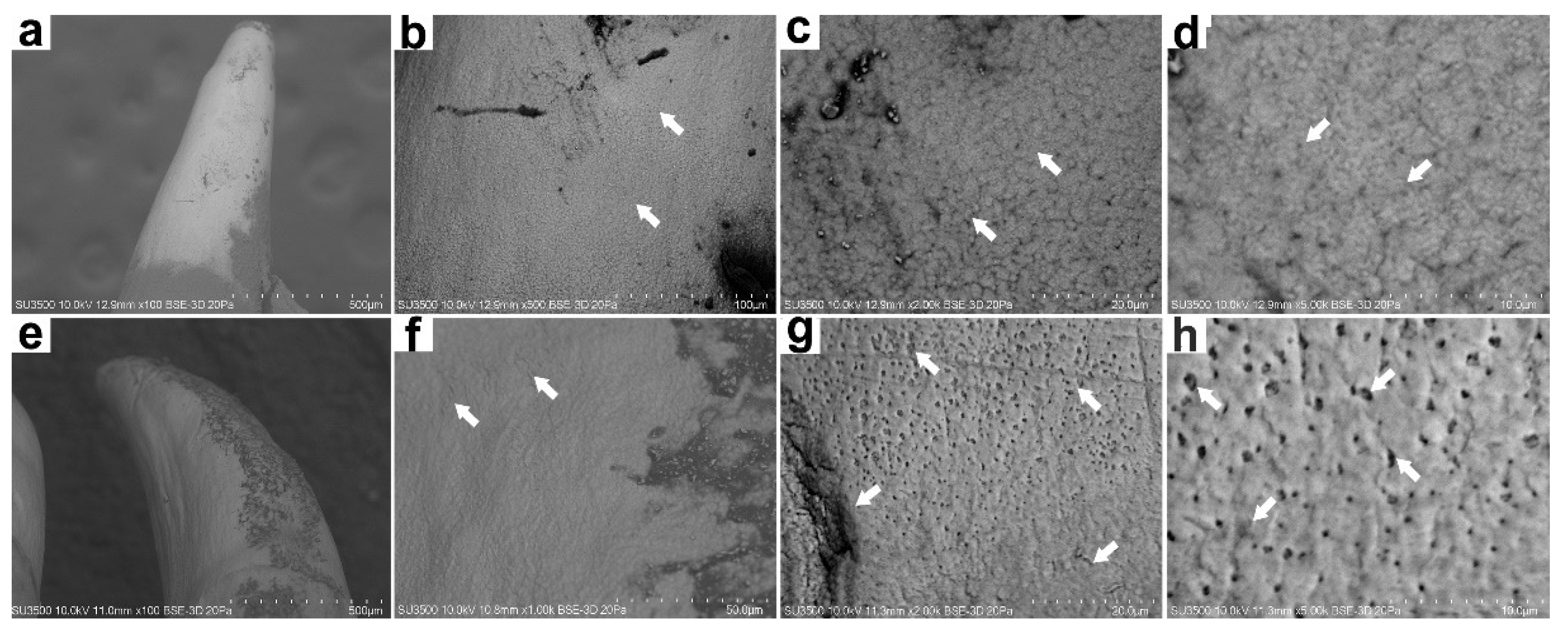 Animals 12 01476 g002 Animals 12 01476 g002