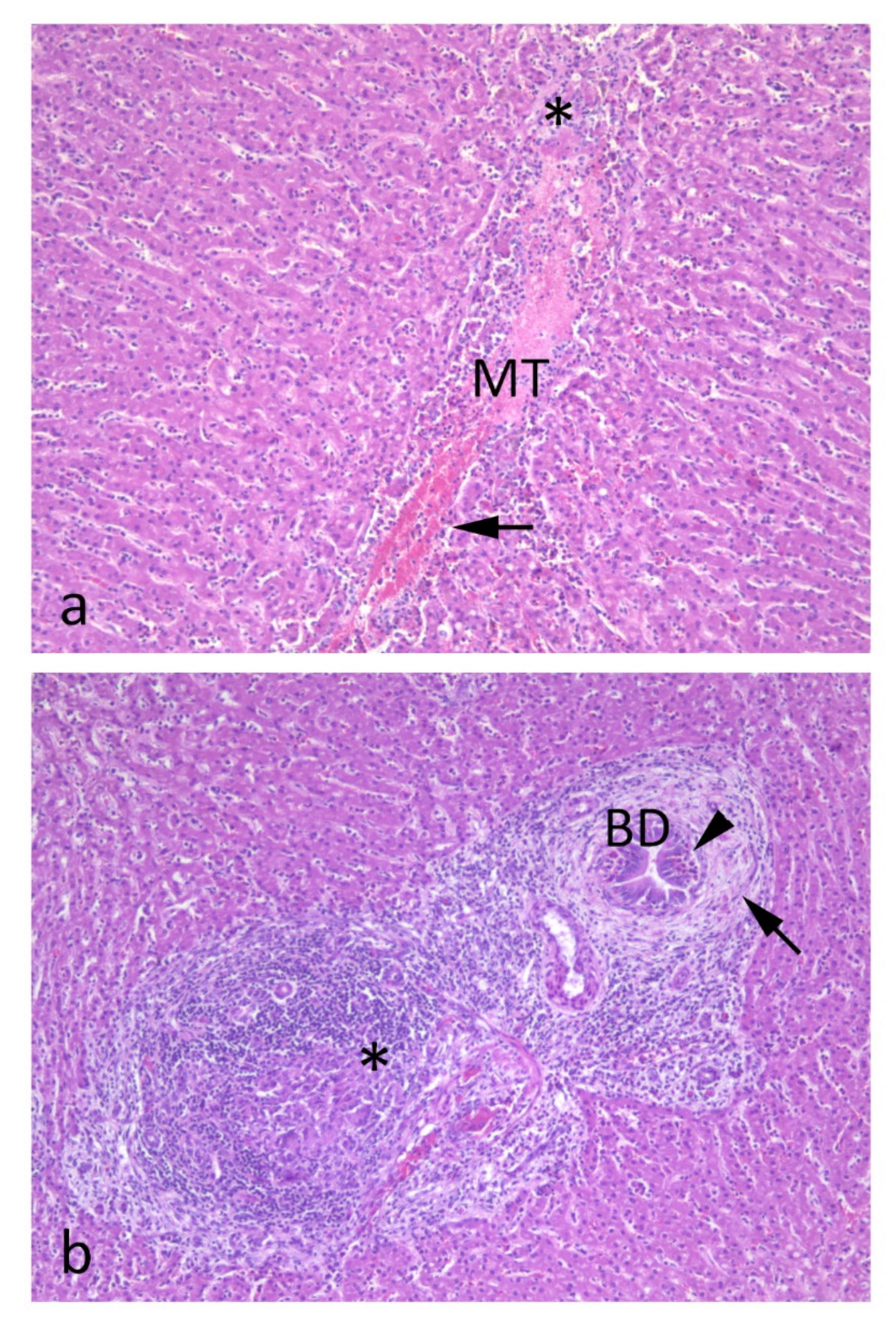 Animals 12 01491 g002 550