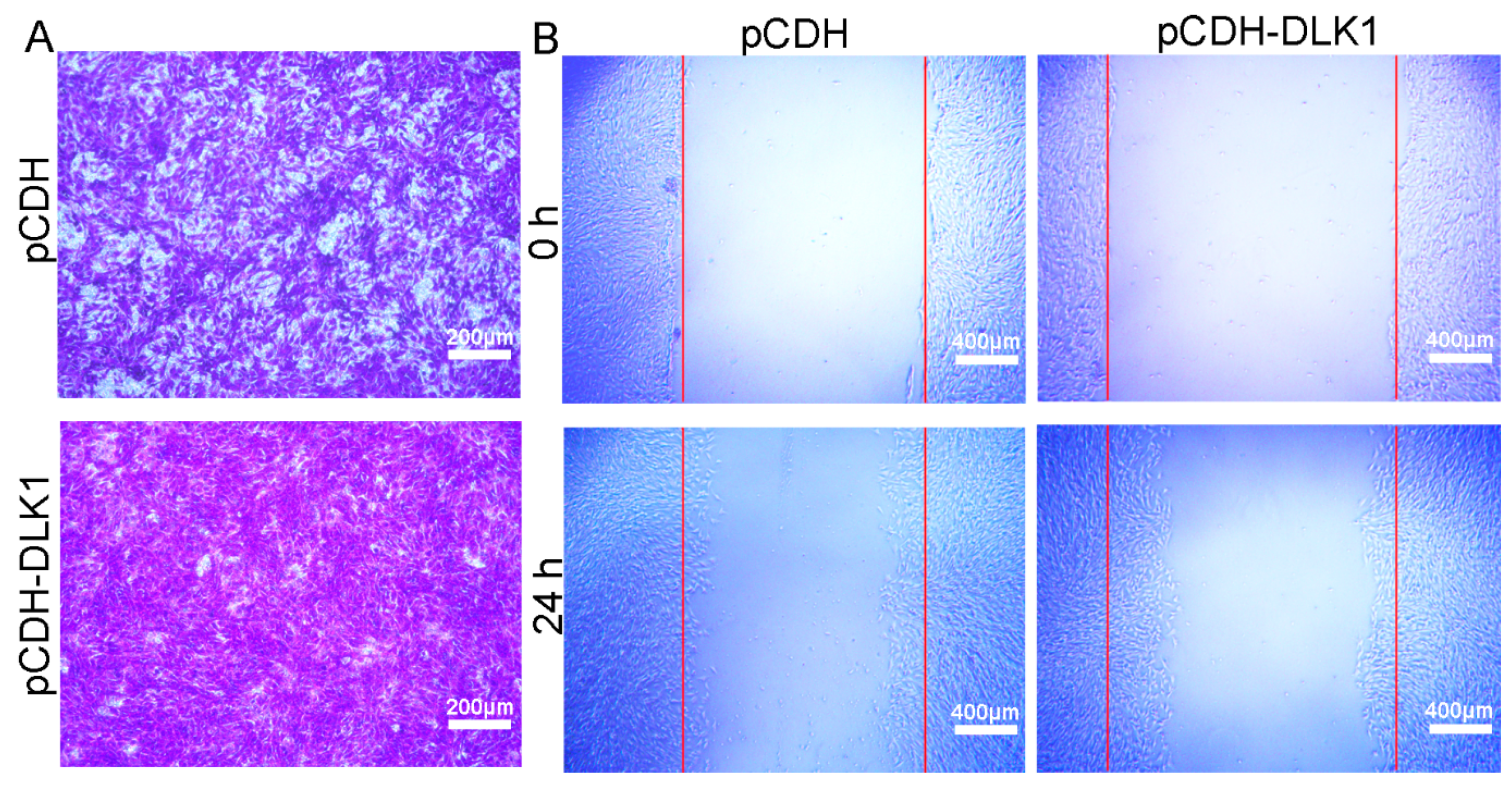 Animals 12 01523 g003 Animals 12 01523 g003