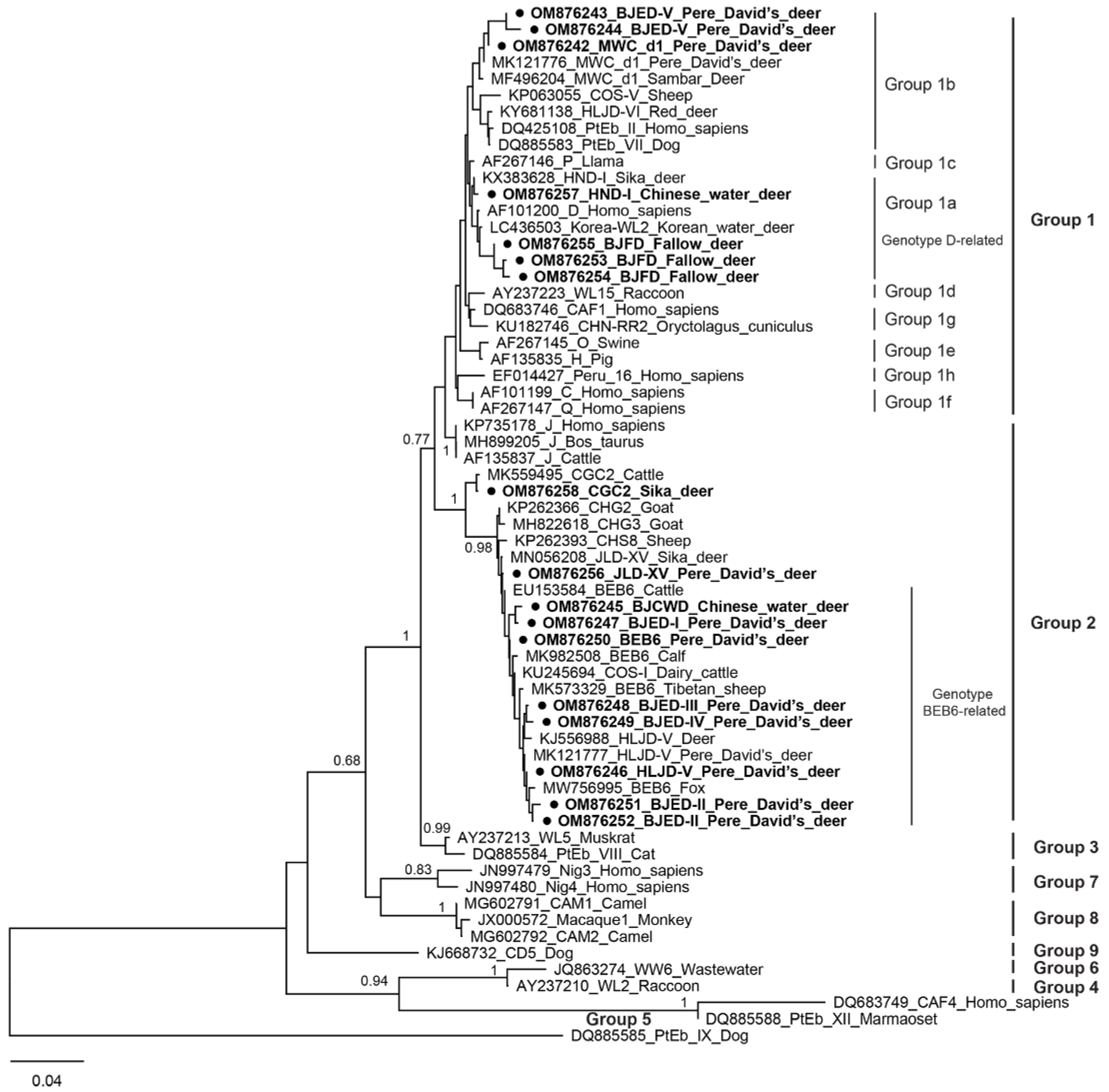 Molecular Epidemiology and Genetic Diversity of