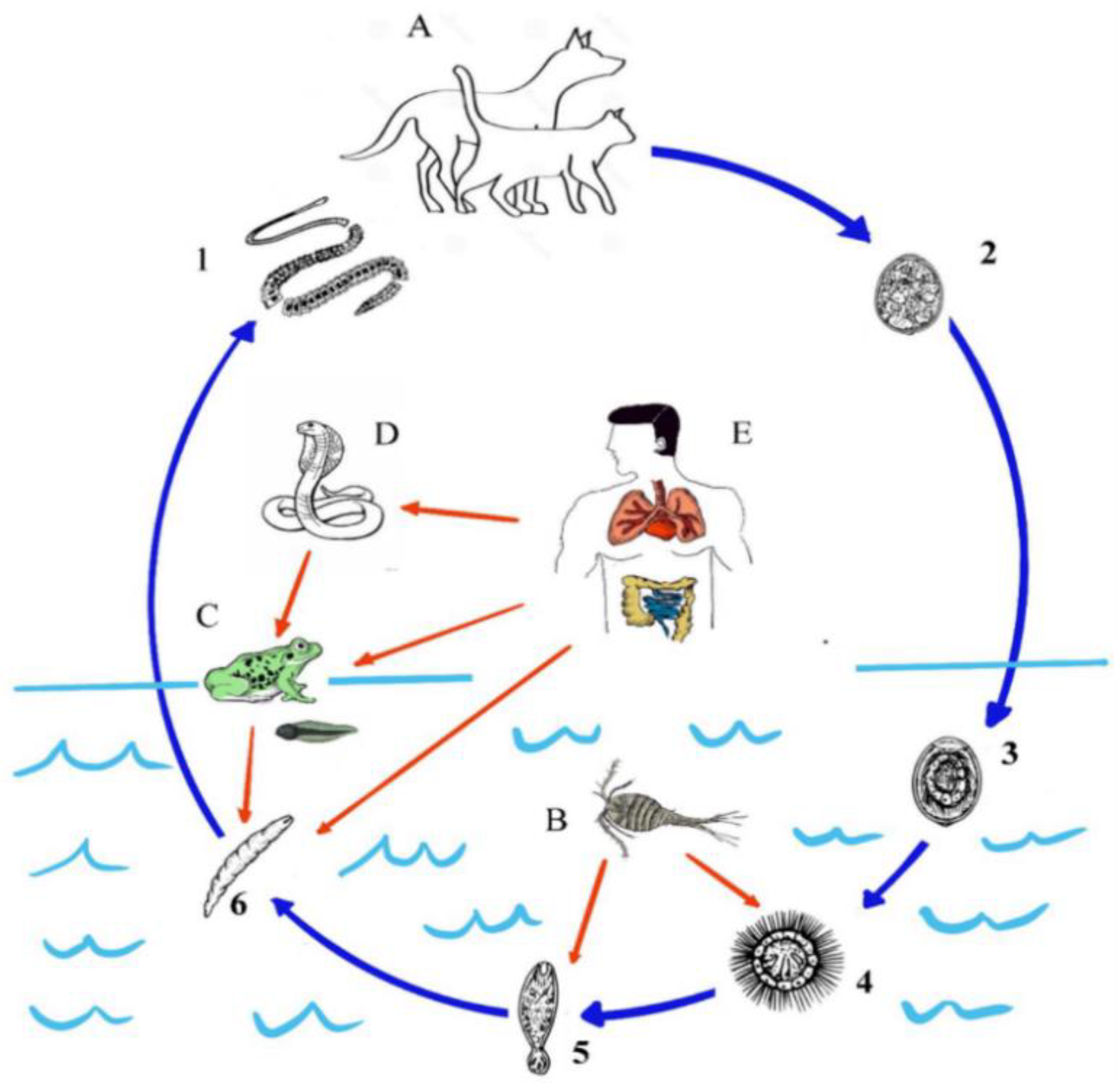 Animals 12 01578 g001