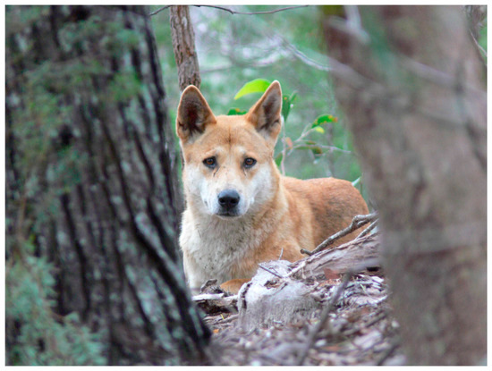 Category:Canis lupus dingo - Wikimedia Commons