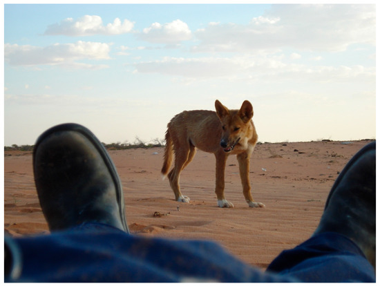 Runner Hospitalized After Being Attacked By Dingos in Australia