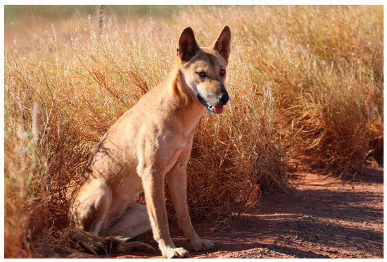A Unique Insights into Australia`s Top Land Predator - The Dingo
