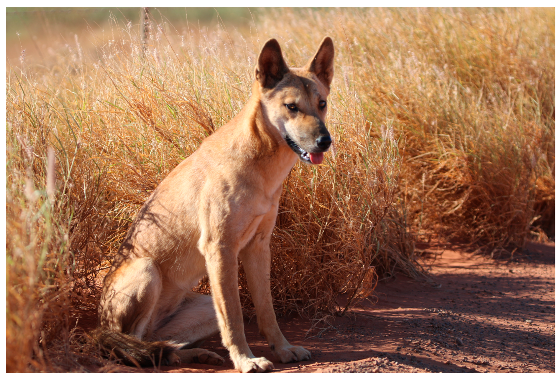 when did the dingo eat the baby