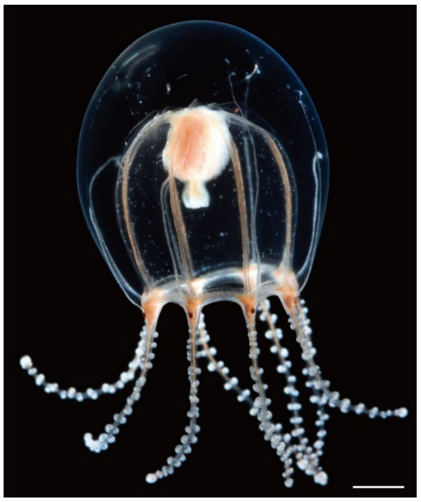 Animals 12 01600 g004