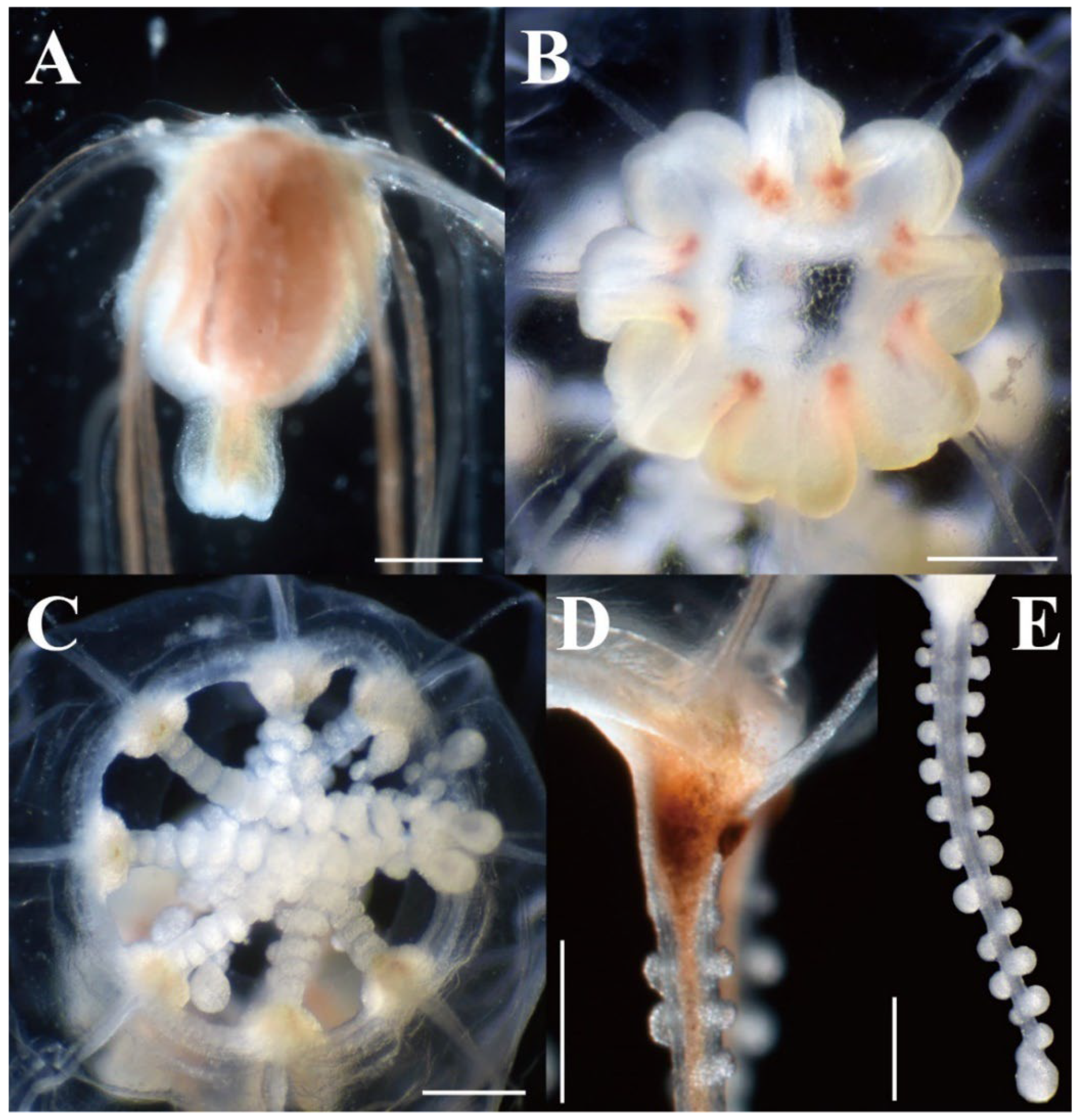 Animals 12 01600 g006