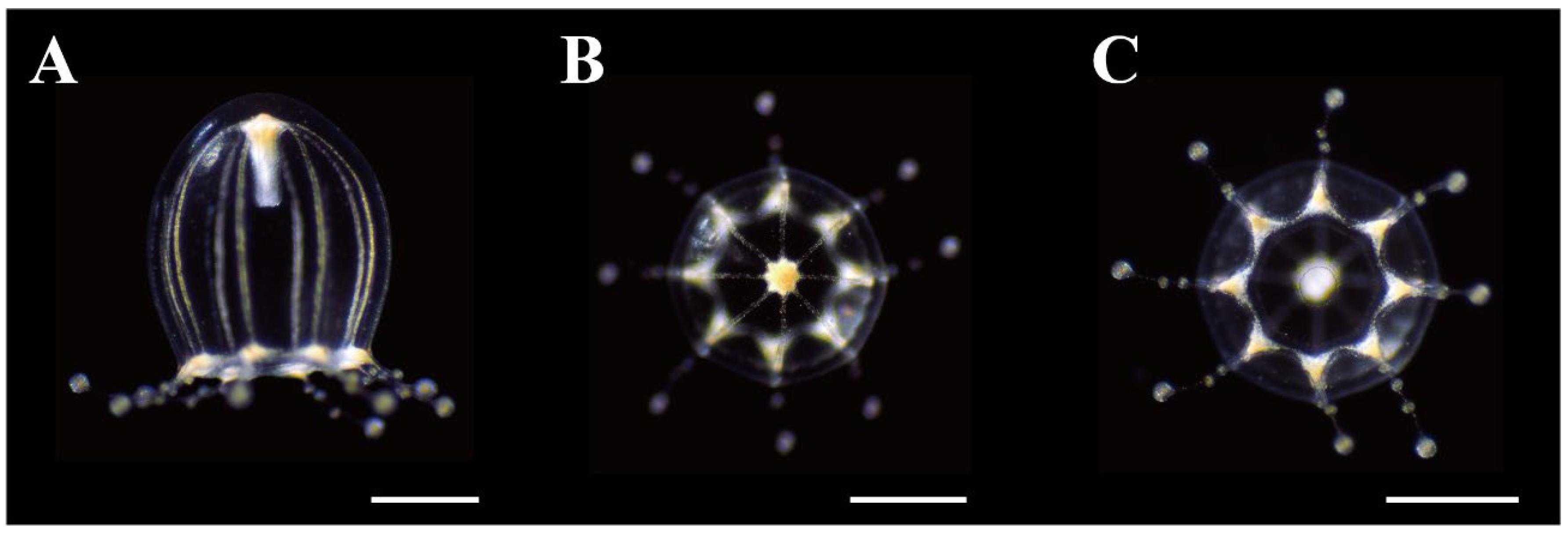 Animals 12 01600 g007