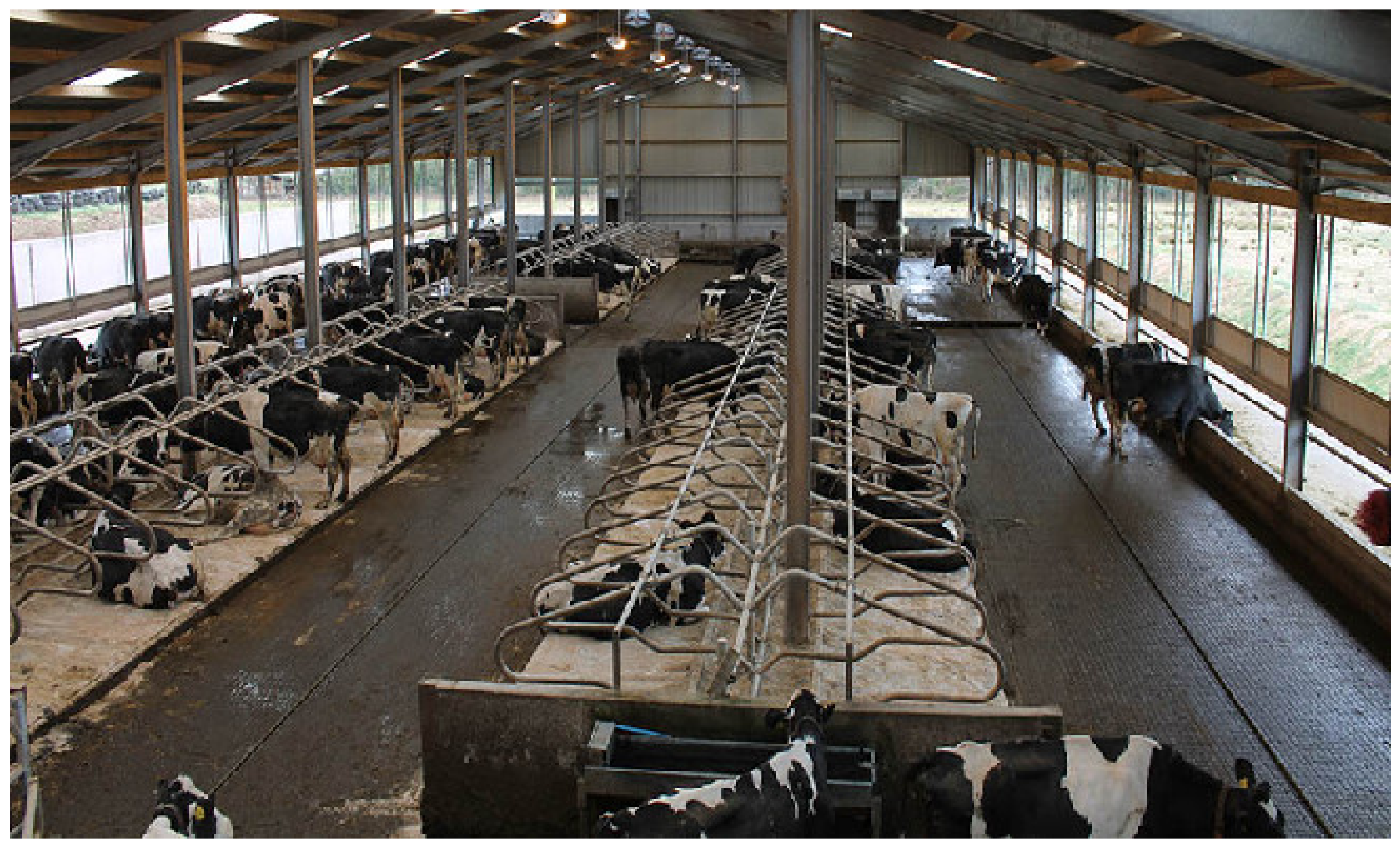 Animals 12 01610 g002