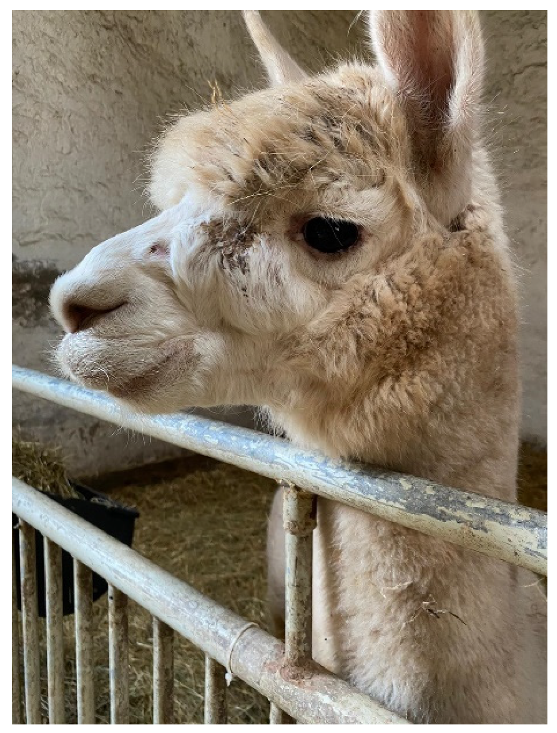 Animals | Free Full-Text | Corynebacterium pseudotuberculosis Infections in Alpacas (Vicugna pacos) Animals | Free Full-Text | Corynebacterium pseudotuberculosis Infections in Alpacas (Vicugna pacos)
