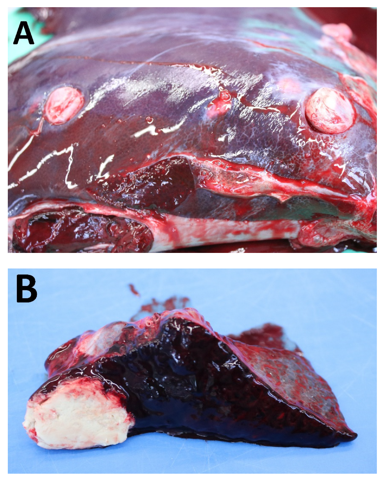 Animals 12 01612 g003