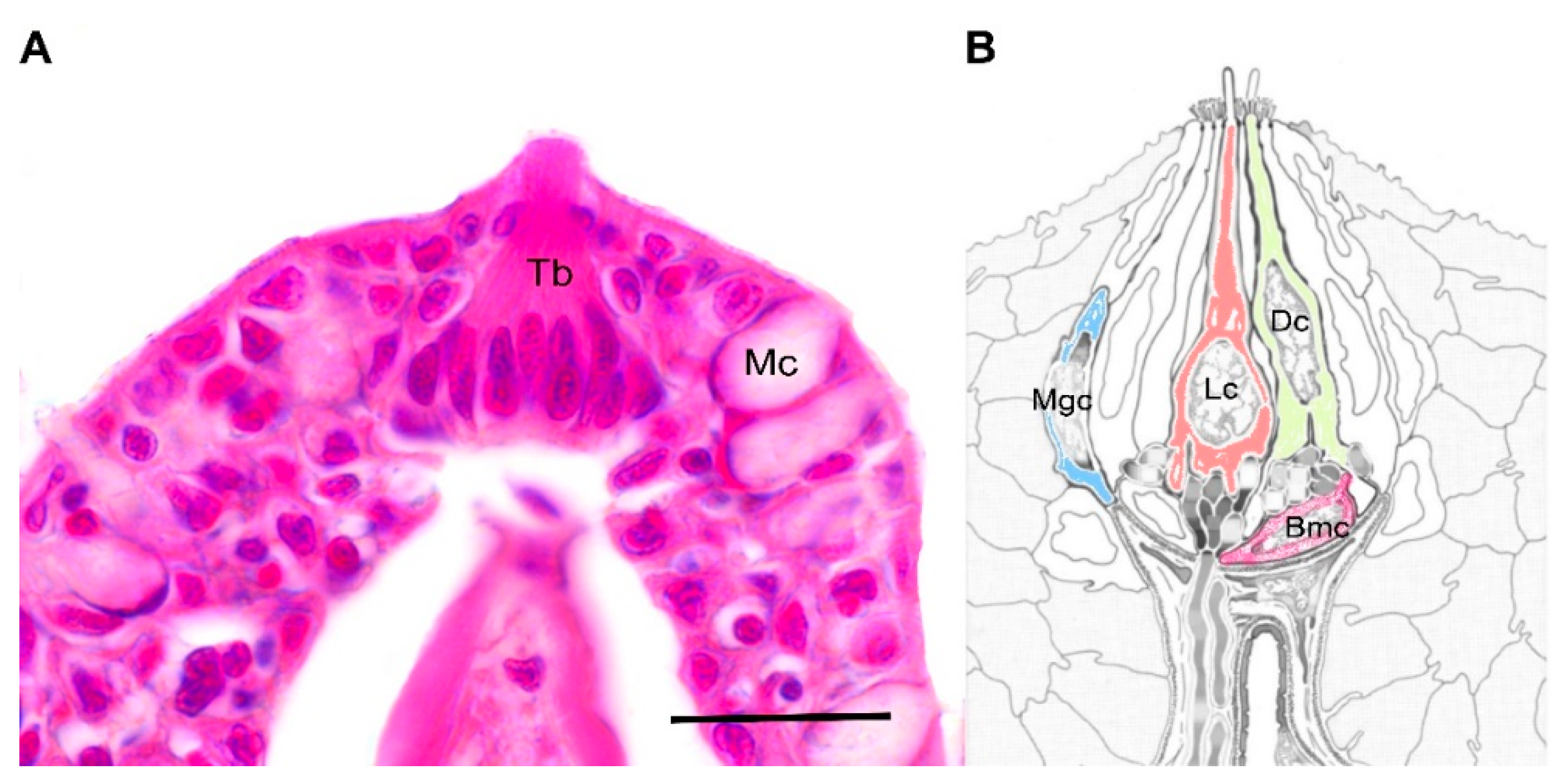 Animals 12 01613 g001 Animals 12 01613 g001