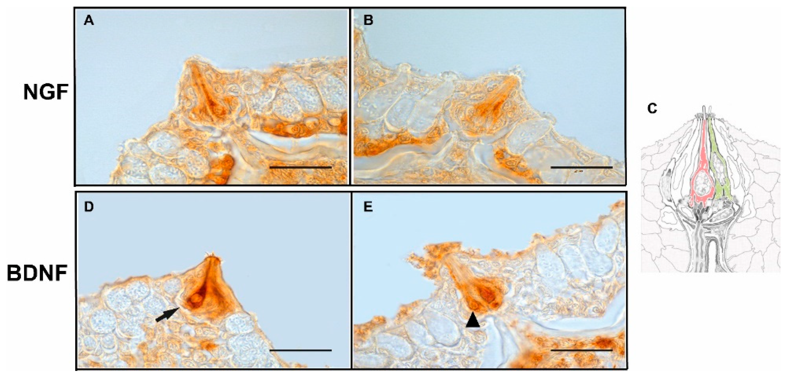 Animals 12 01613 g002 Animals 12 01613 g002