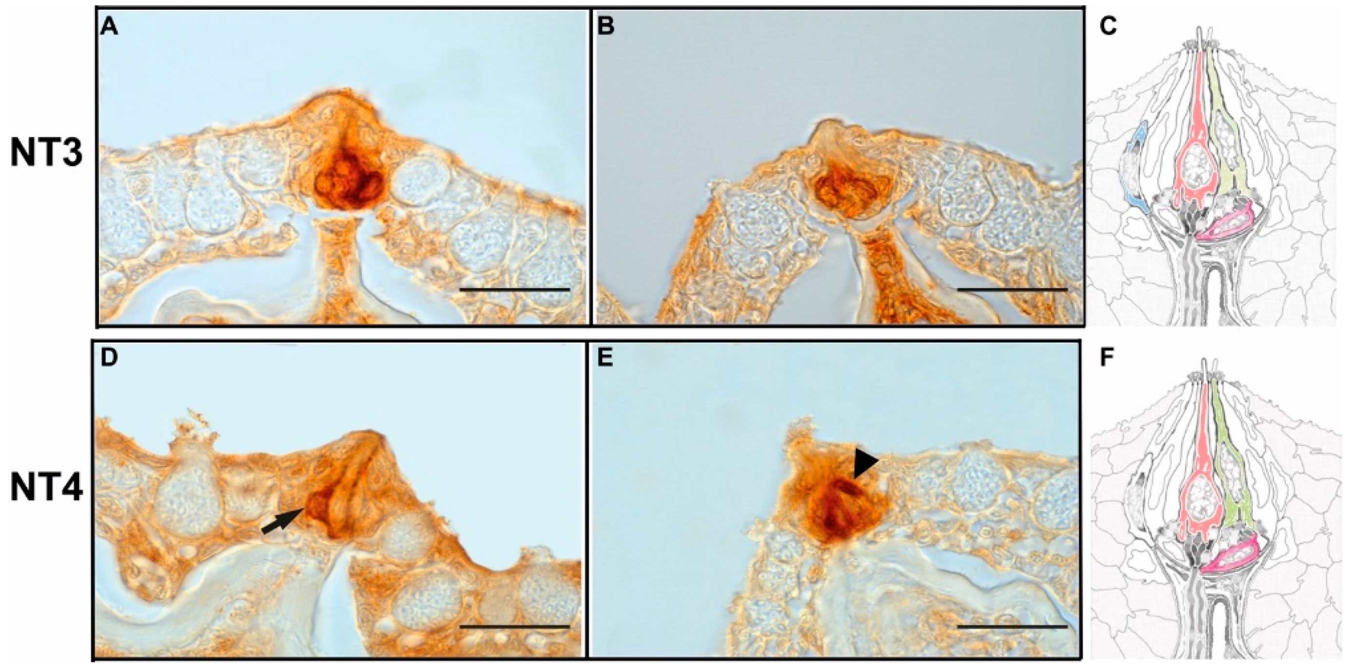 Animals 12 01613 g003 Animals 12 01613 g003