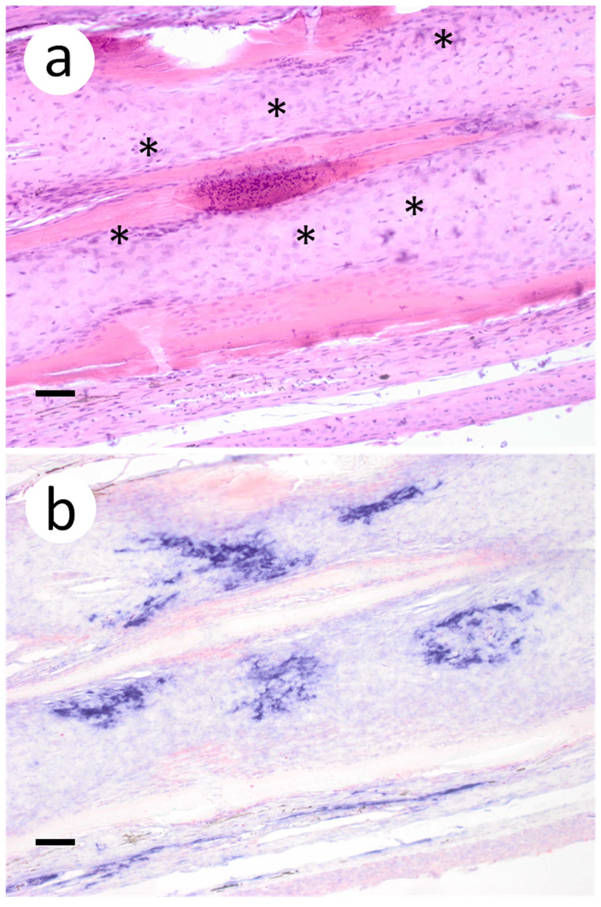 Animals 12 01624 g004