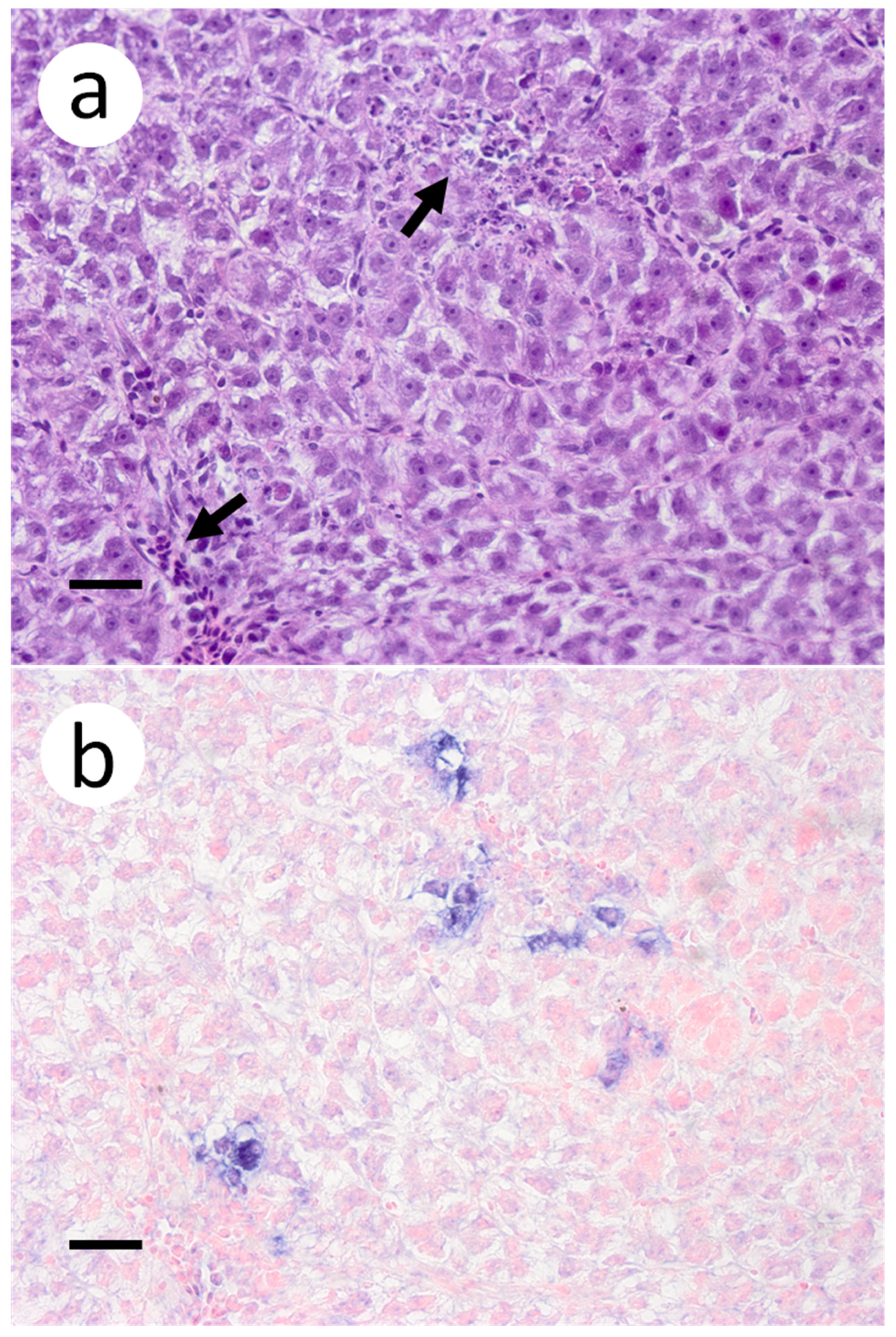 Animals 12 01624 g005