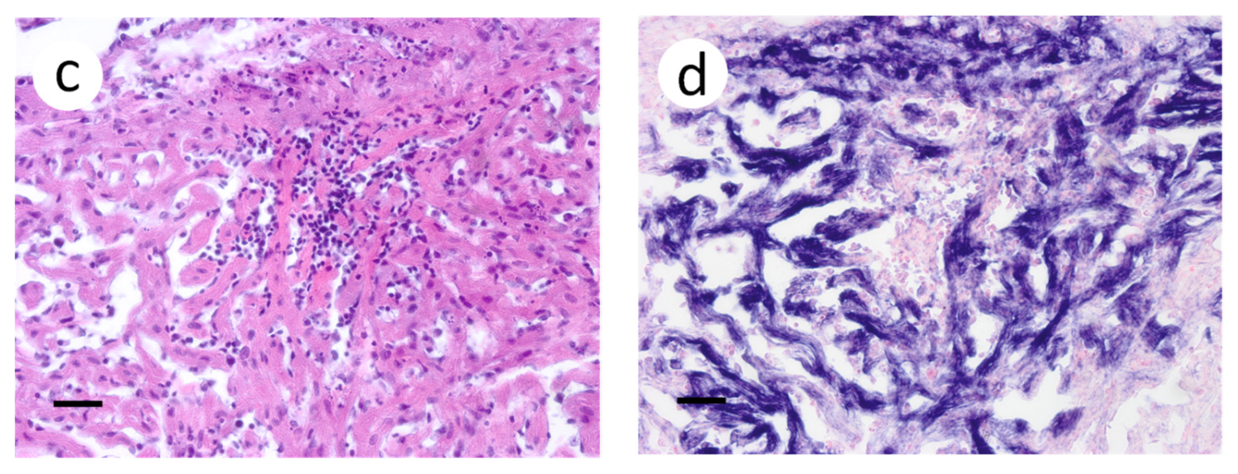 Animals 12 01624 g006b